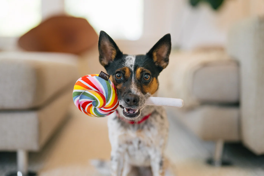 P.L.A.Y. Snack Attack Squeaky Plush Dog toys, Lollipop (mini sized)
