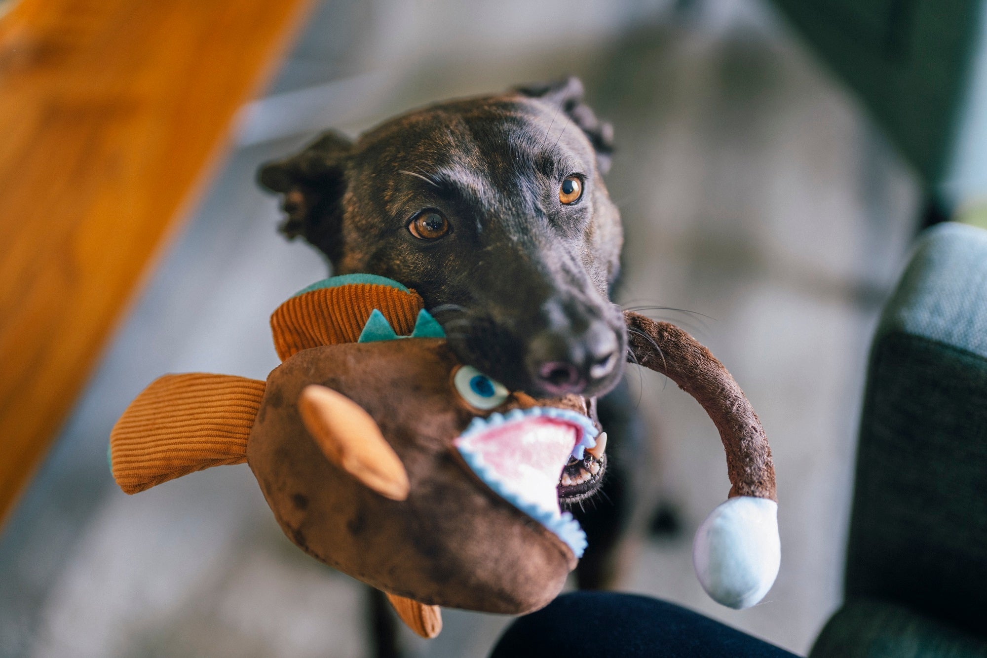 P.L.A.Y. Ocean Buddies Angler Fish squeaky & rope plush dog toy with a glowing lure detail.