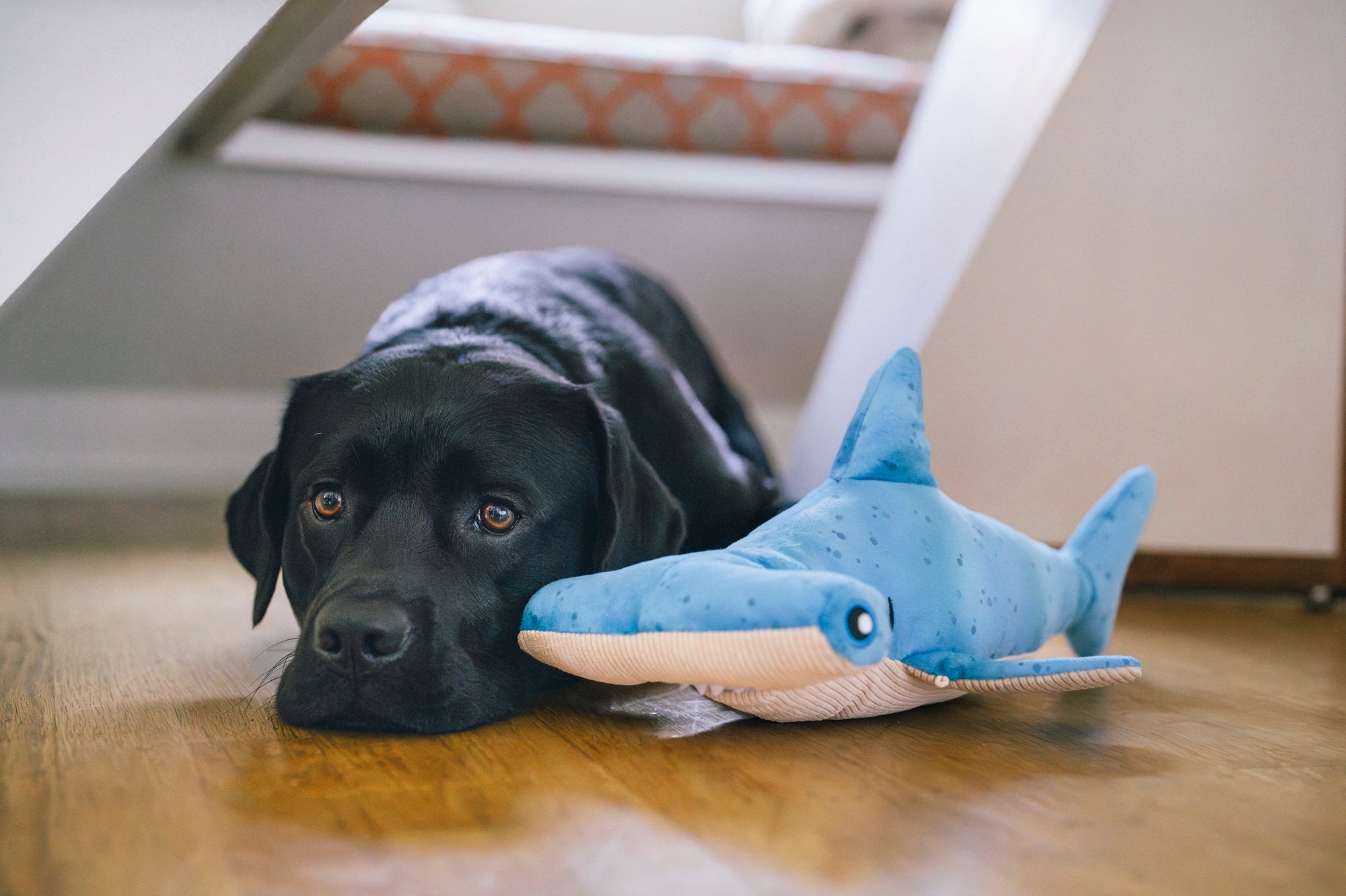 P.L.A.Y. Ocean Buddies Bonk the Hammerhead shark interactive plush dog toy with hidden treat pocket