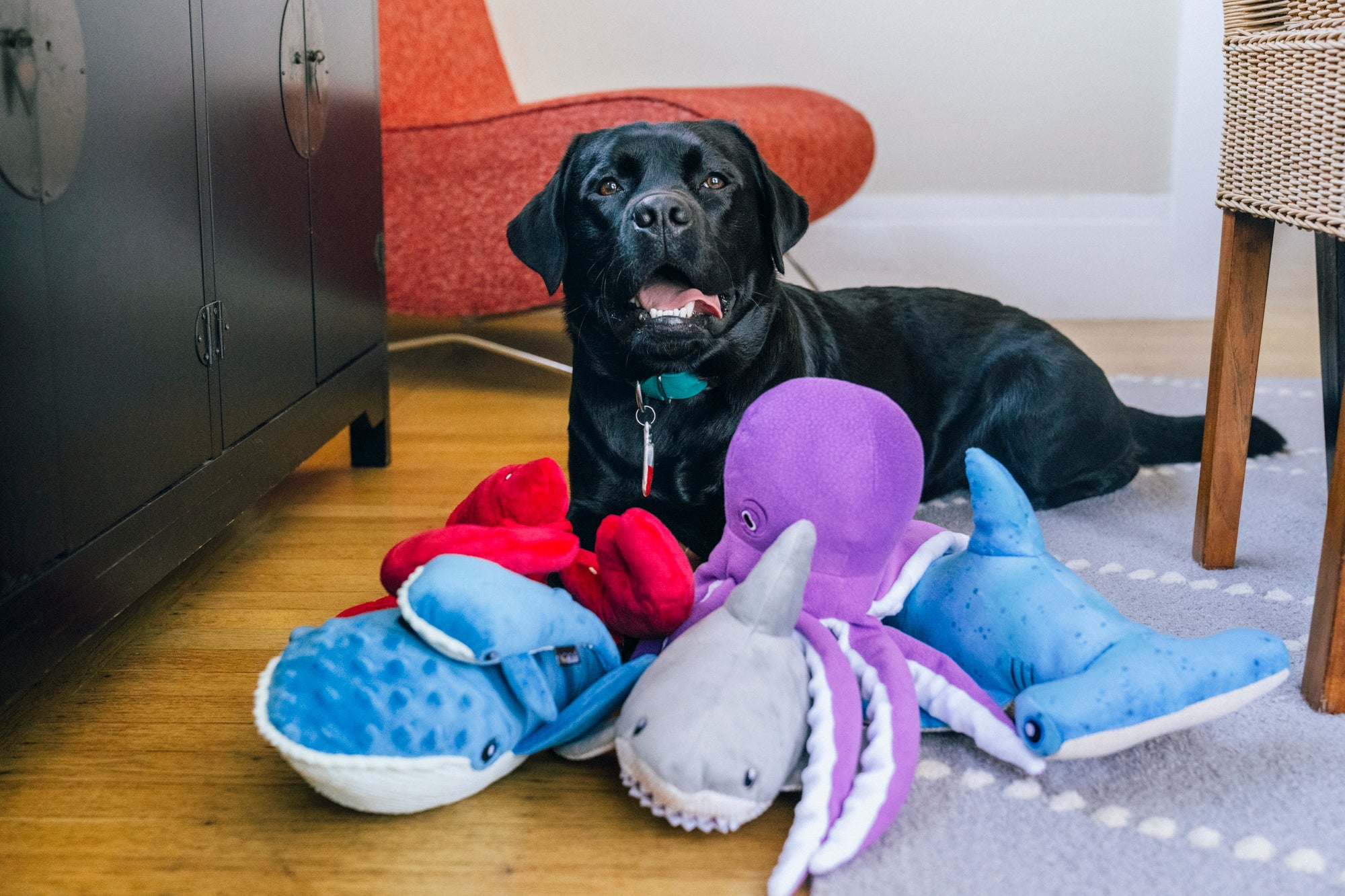 P.L.A.Y. Ocean Buddies : Interactive Squeaky & Crinkle Dog Toy