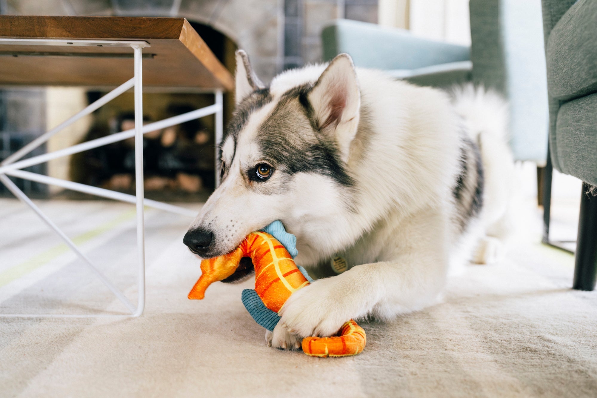 P.L.A.Y Ocean Buddies Squeaky Plush Dog Toy, Seahorse