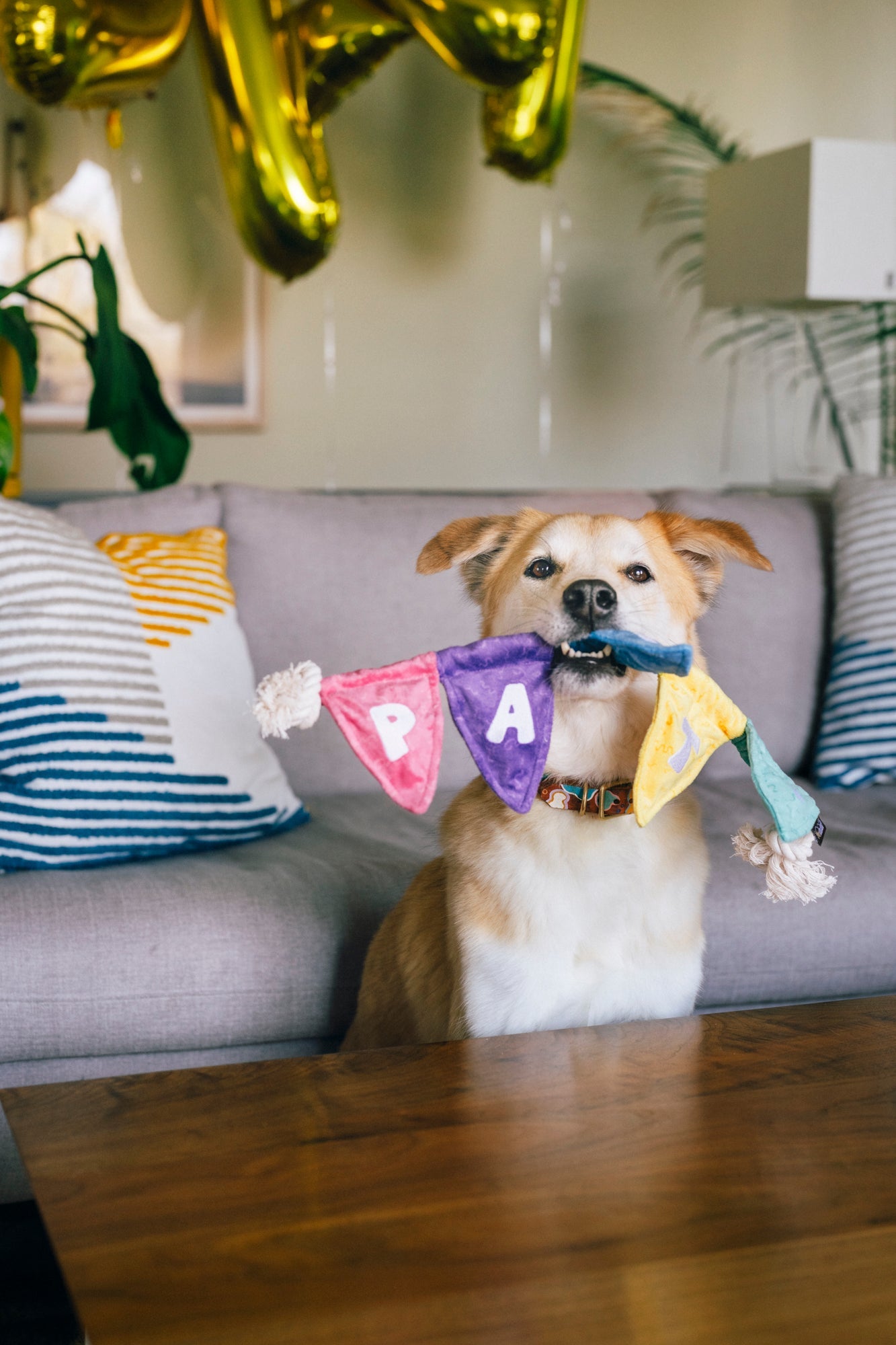 P.L.A.Y. Party Animal Tug n’ Party Banner | Interactive Rope Tug Toy for Dogs