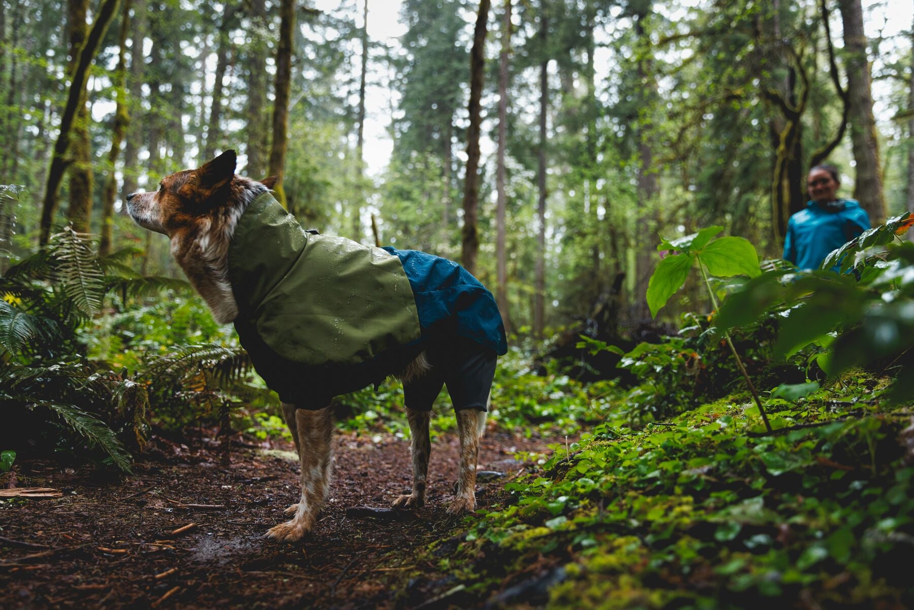Waterproof Ruffwear Sun Shower dog raincoat with stretch sleeves and a chest zipper for full weatherproof protection