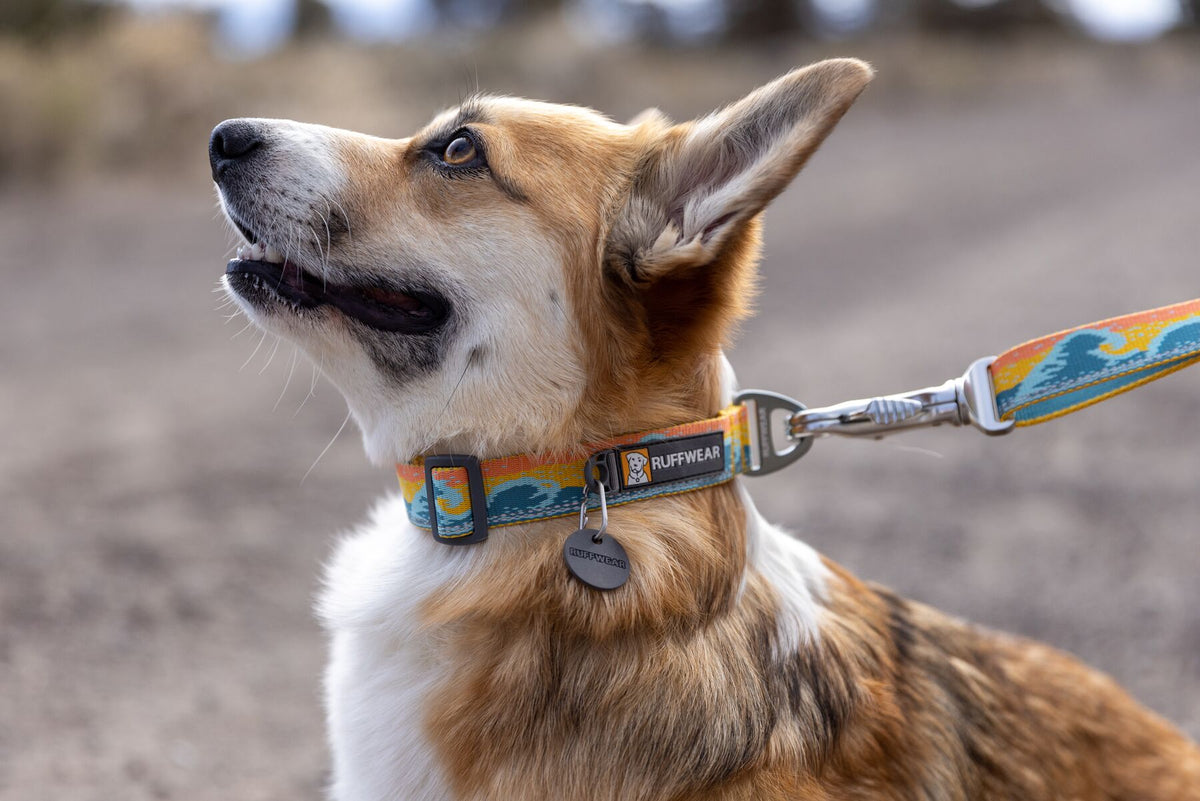 Premium outdoor dog gear: Ruffwear Crag collar displayed with colourfast patterned webbing.