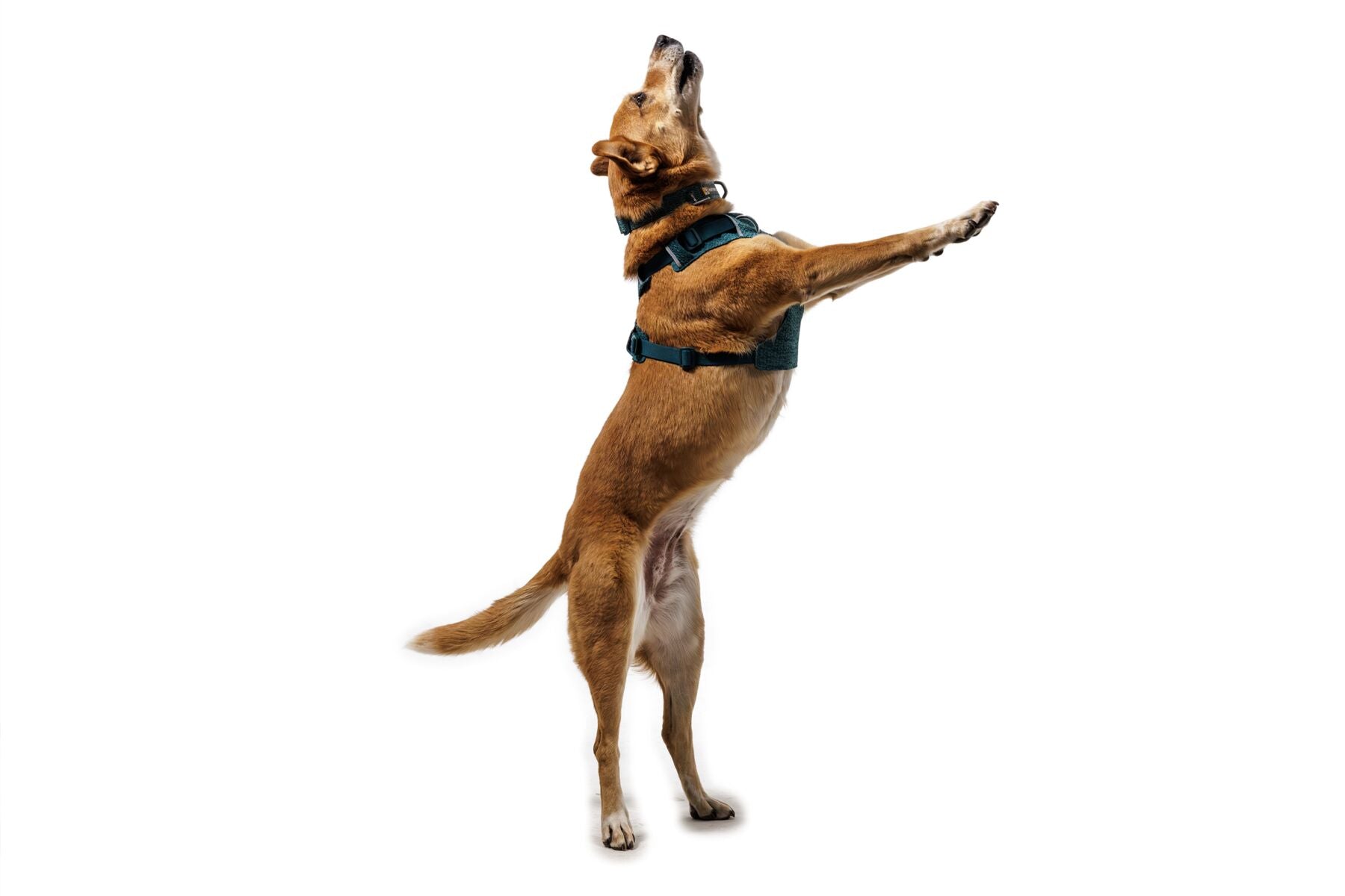 Ruffwear Dog Harness, Front Range Flex Harness