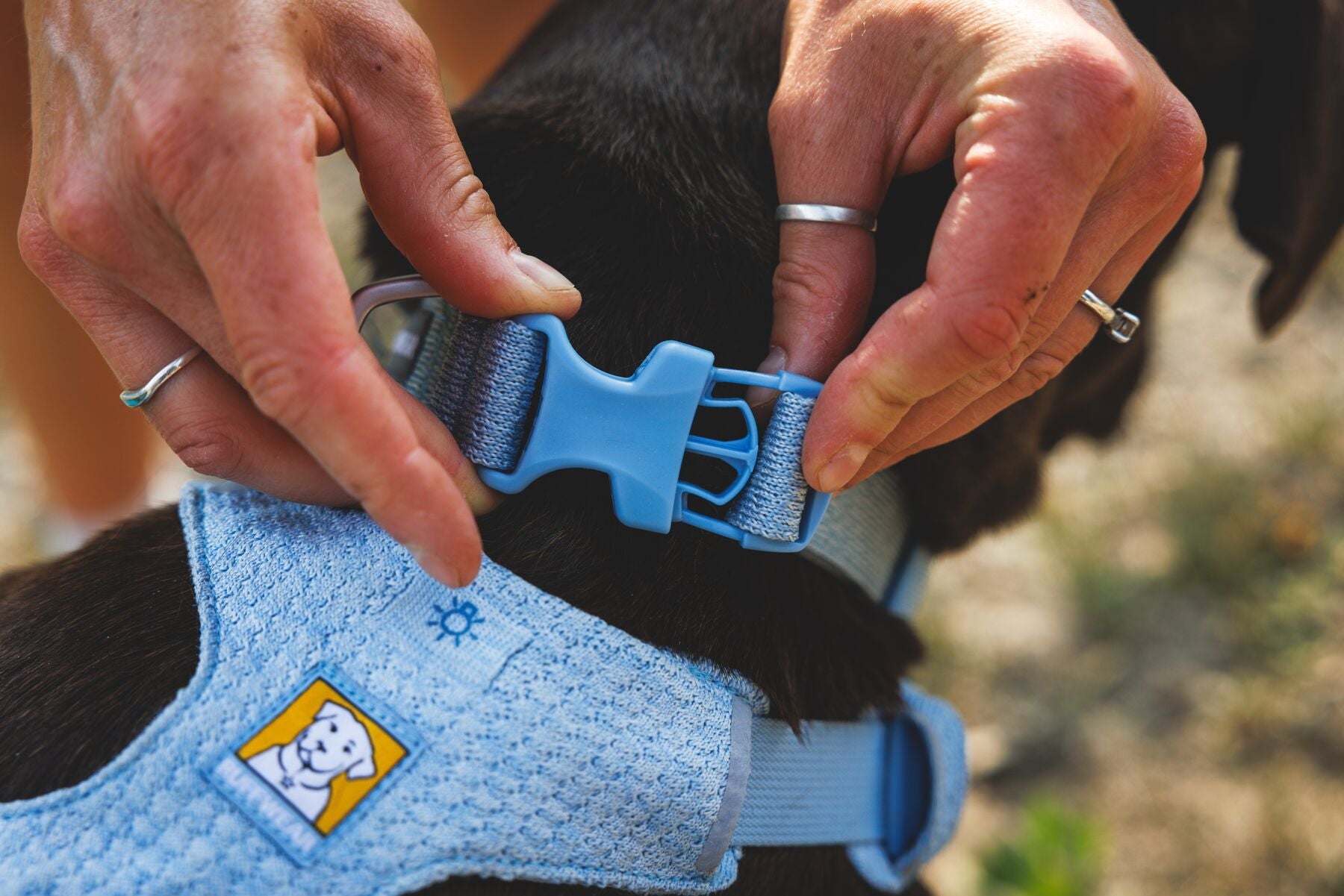 Ruffwear Dog Harness, Front Range Flex Harness