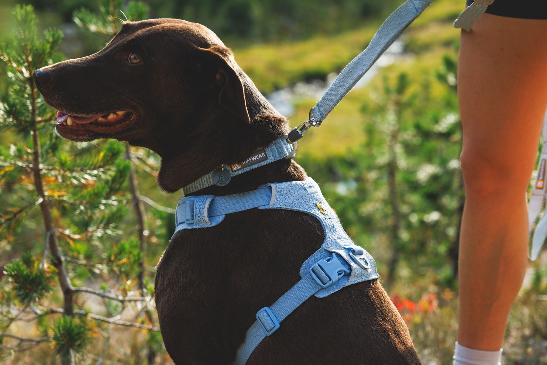 Ruffwear Dog Harness, Front Range Flex Harness