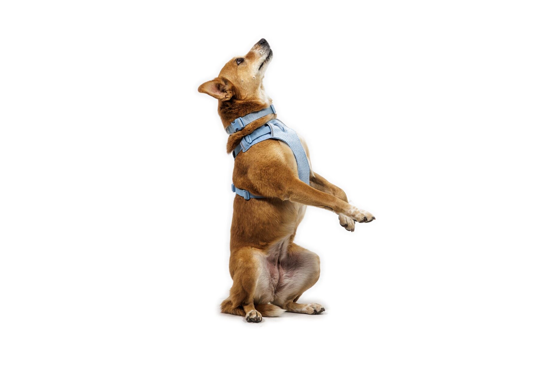 Ruffwear Dog Harness, Front Range Flex Harness