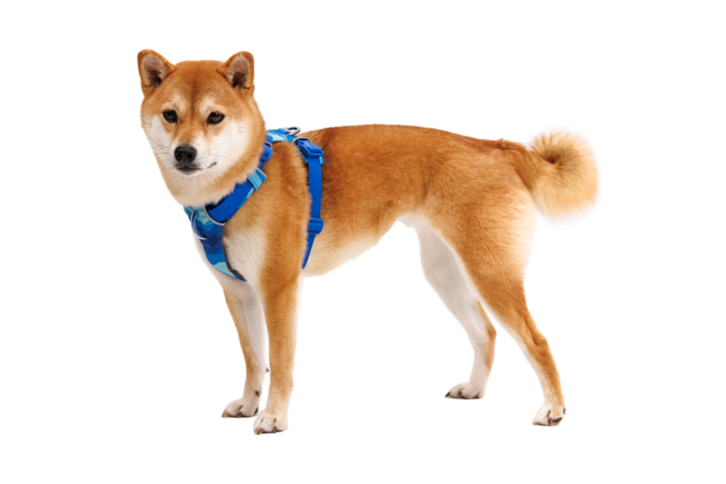 Ruffwear Dog No-Pull Harness, Front Range (new colours)