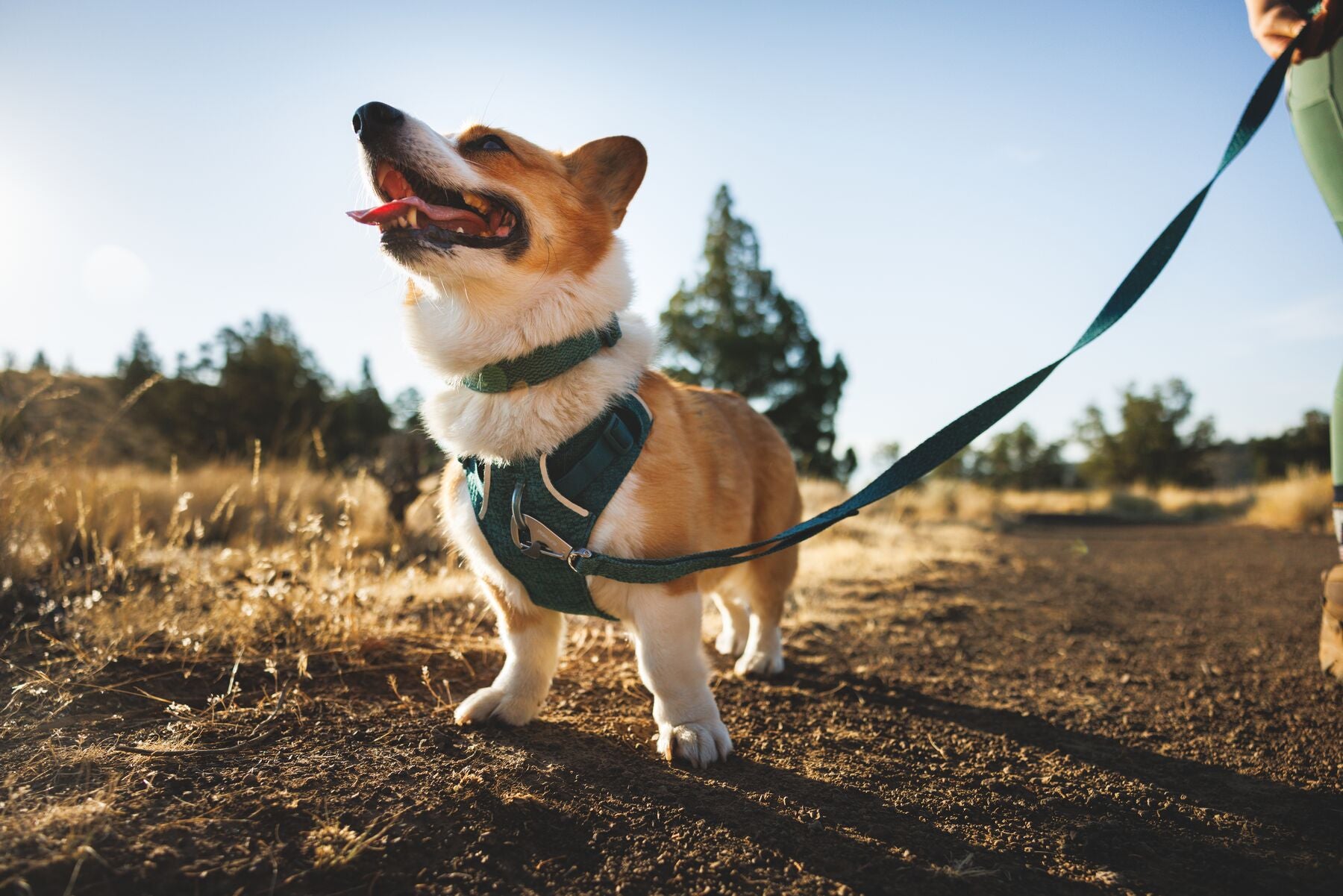 Ruffwear Front Range Flex Dog Leash | Lightweight Athletic Knit