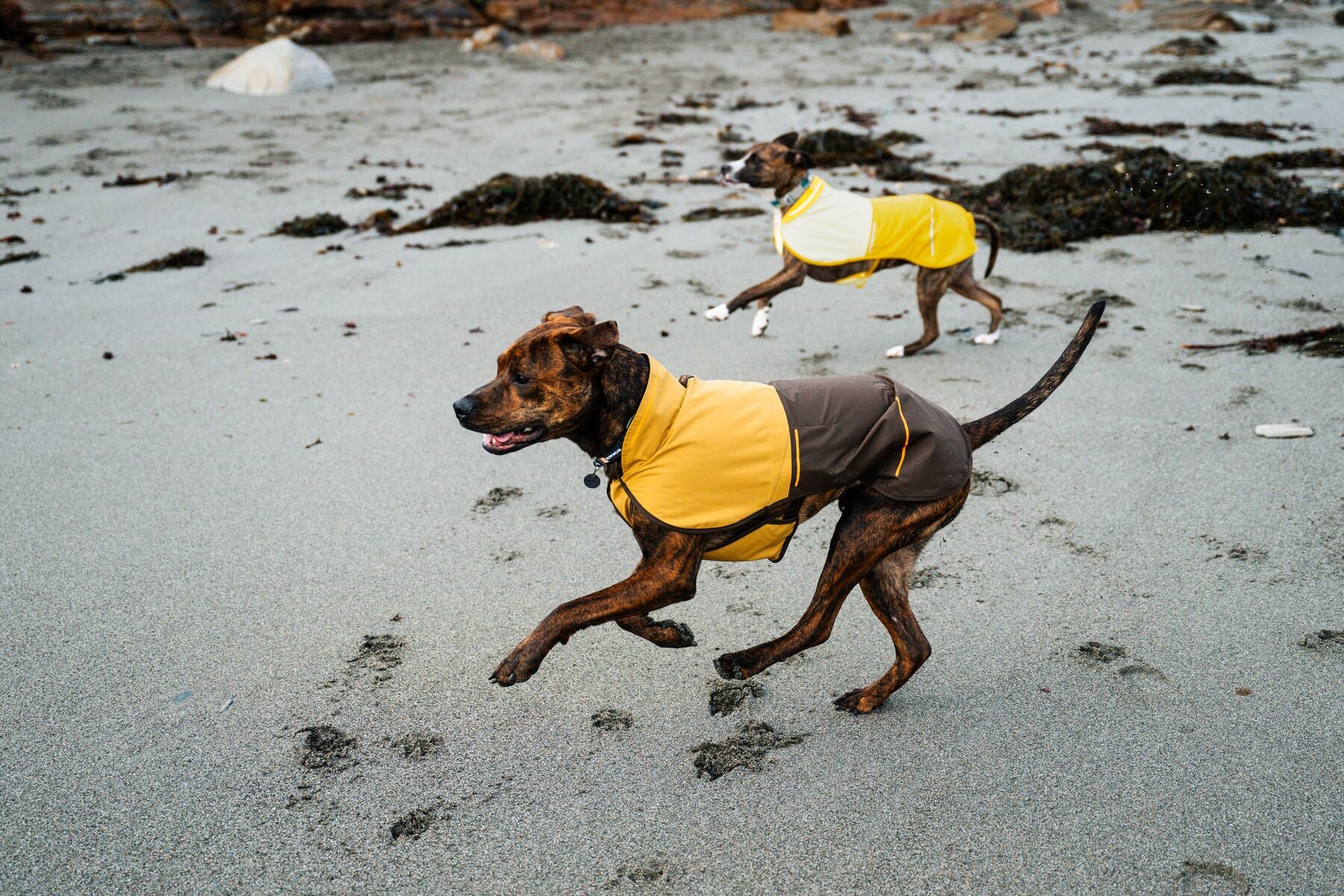 Ruffwear Dog Rain Coat: Sun Shower Jacket