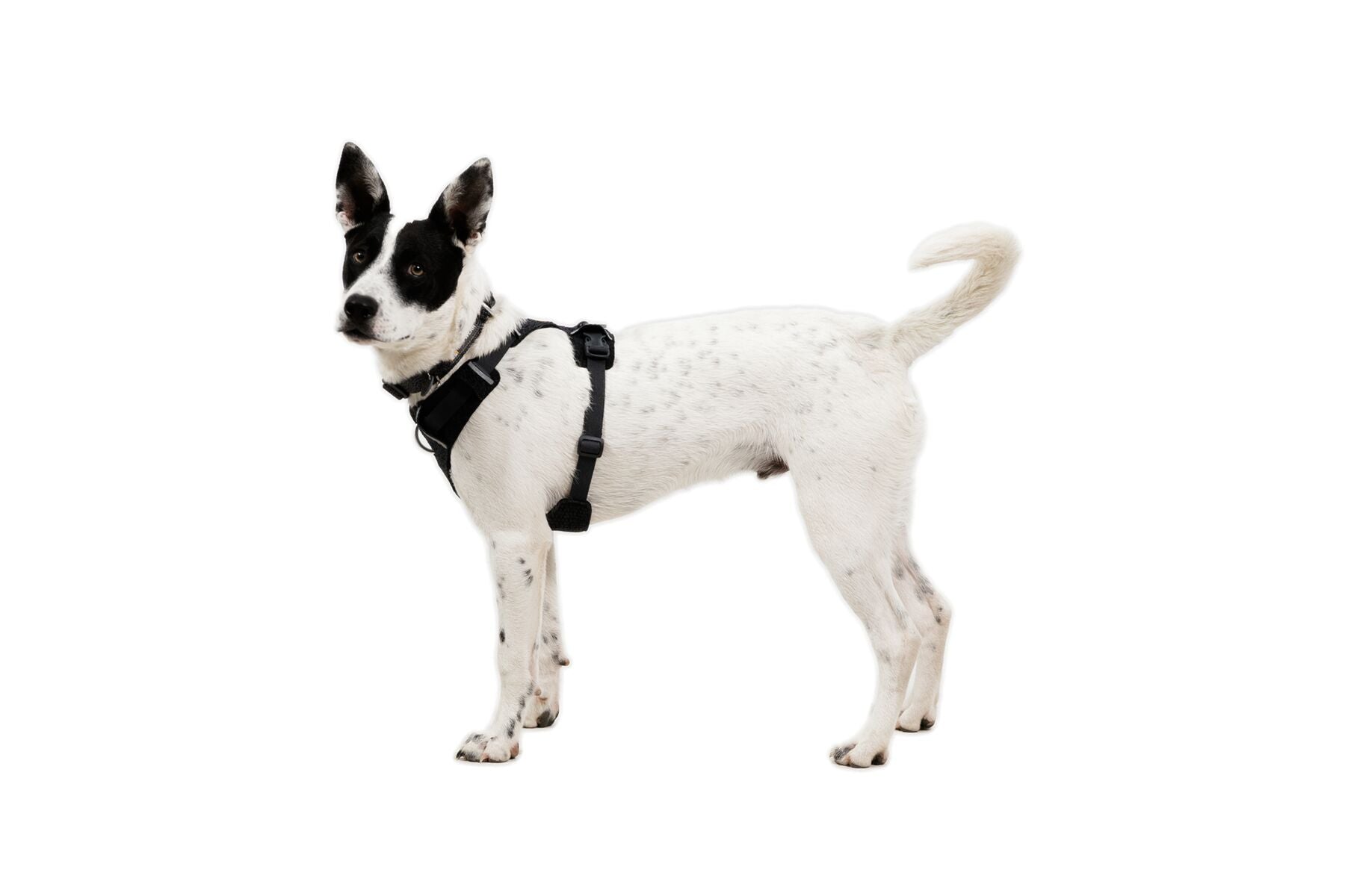 Ruffwear Dog Harness, Front Range Flex Harness