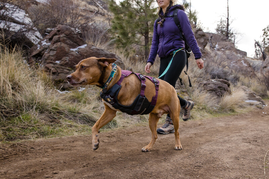 Ruffwear Dog Harness, Web Master (New Colours)