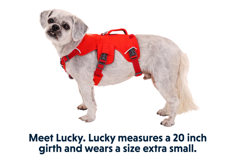 Ruffwear Dog Harness, Web Master (New Colours)