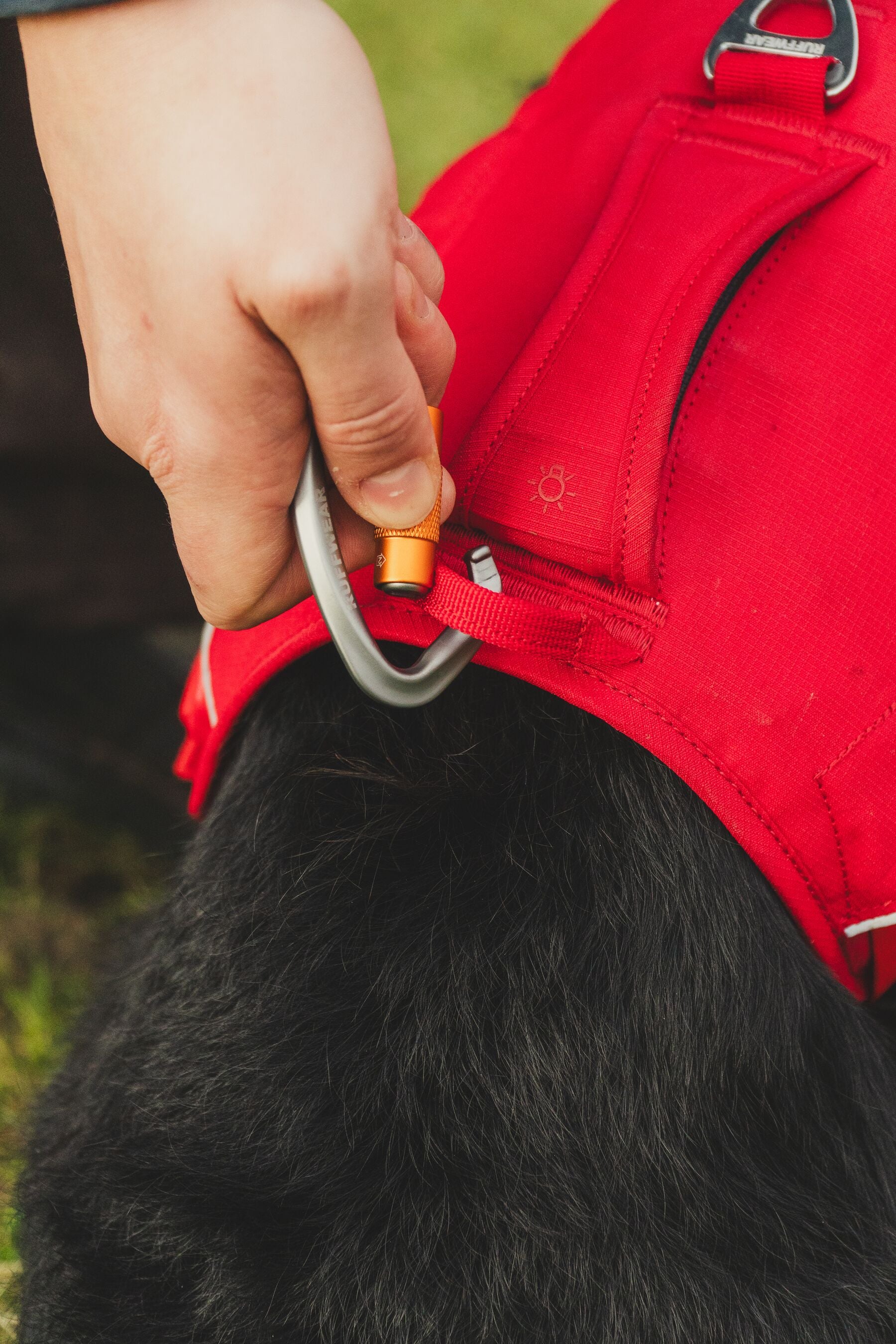 Ruffwear Dog Harness with Neck Buckle and Handle: Web Master