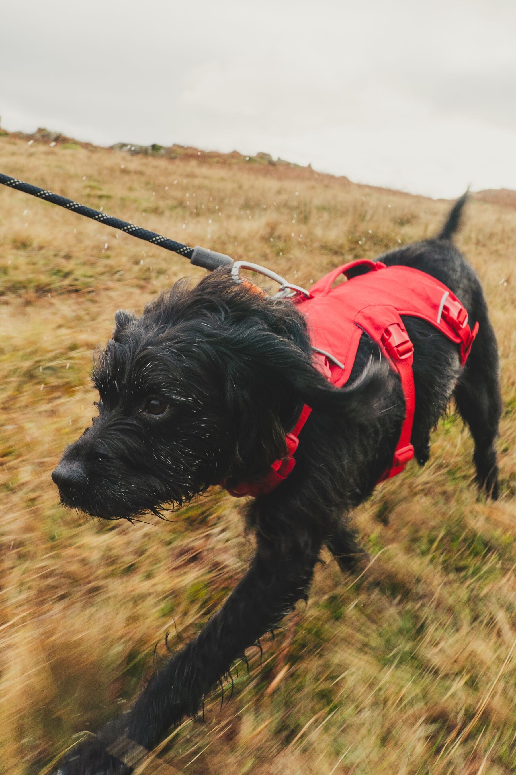 Ruffwear Dog Harness with Neck Buckle and Handle: Web Master