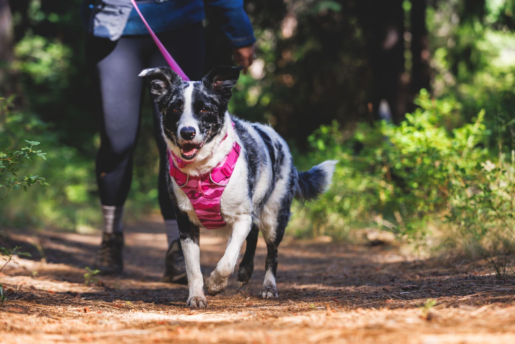 Ruffwear Dog No-Pull Harness, Front Range