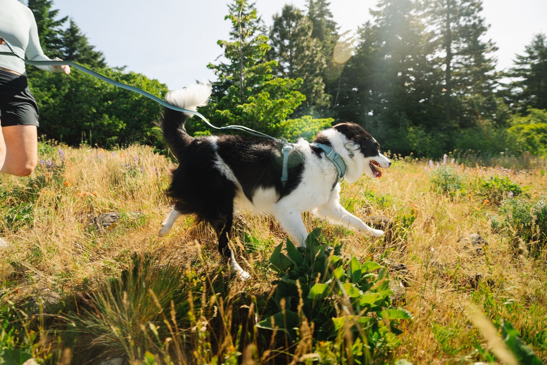 Premium Ruffwear Front Range everyday dog collar made from eco-friendly, colour-fast recycled webbing.