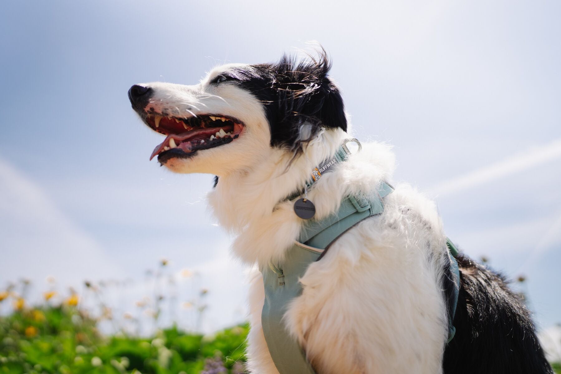 Premium Ruffwear Front Range everyday dog collar made from eco-friendly, colour-fast recycled webbing.