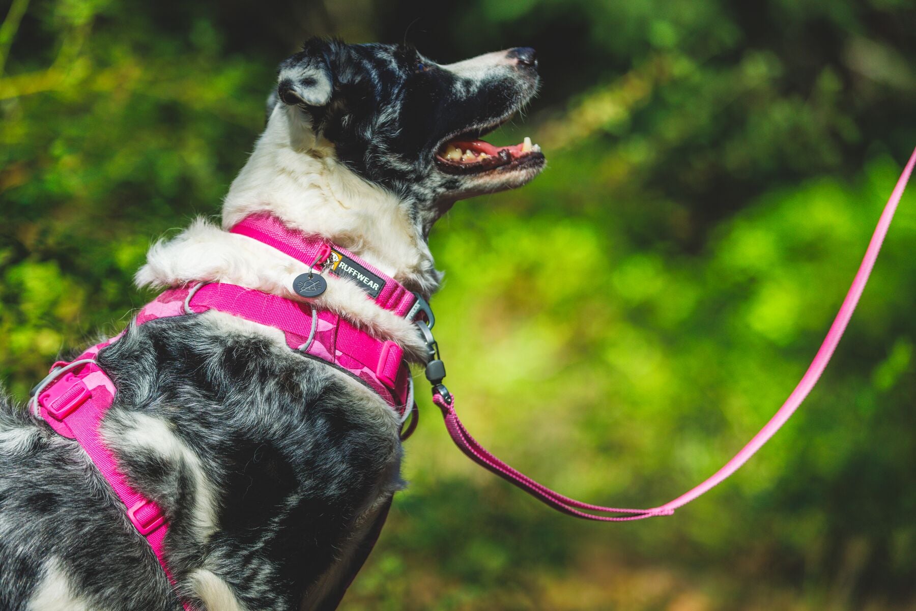 Ruffwear Front Range: Dog Leash