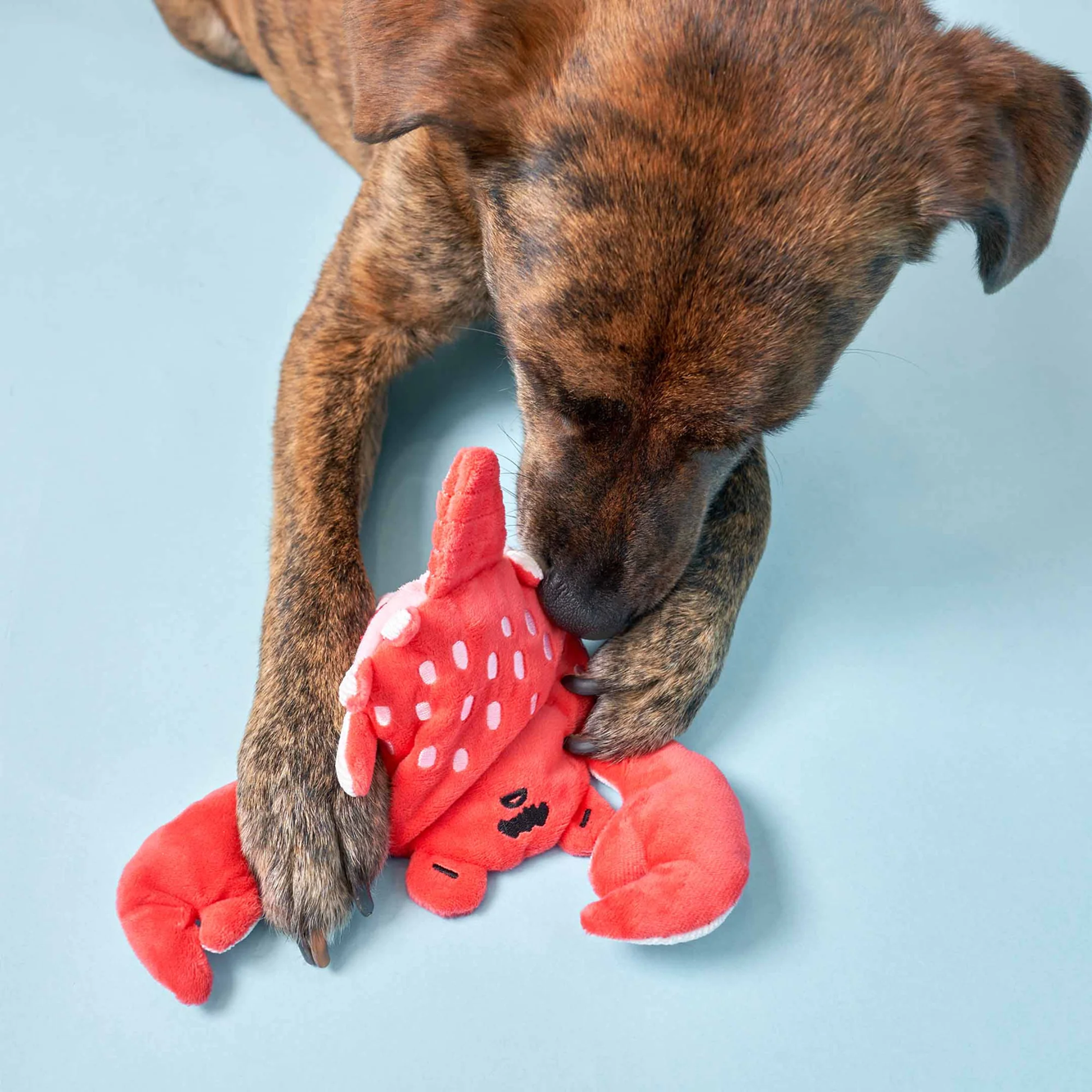 Squeaky Interactive Nosework Dog Toy, Uncle Crab