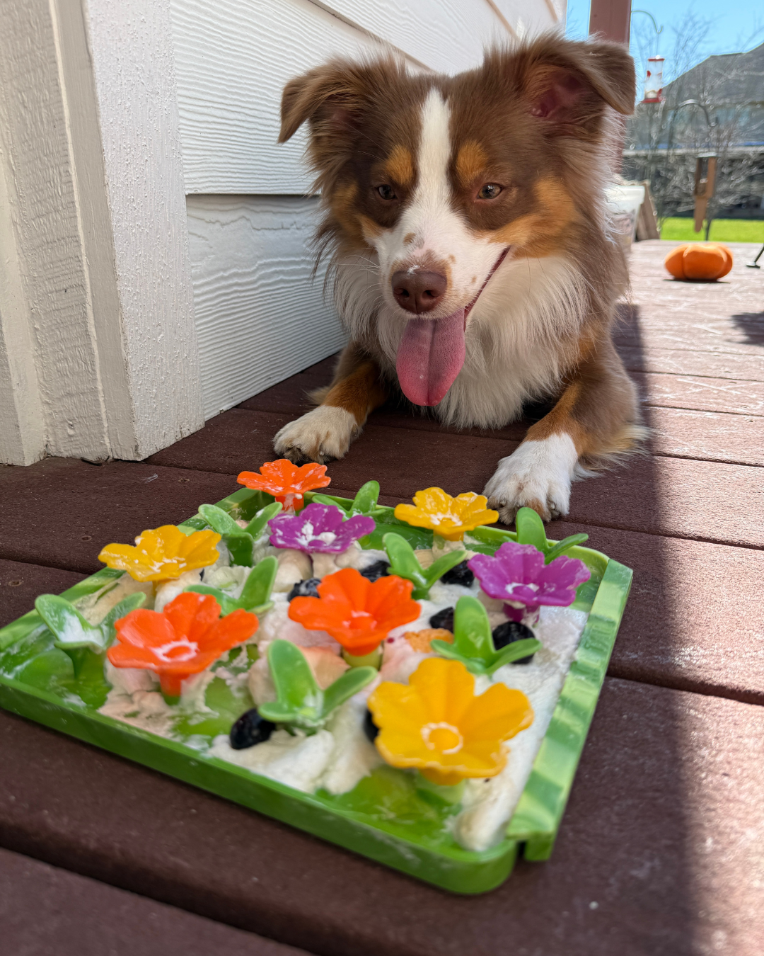 Interactive Food-Grade Foraging Mat for Dogs, Wildflower