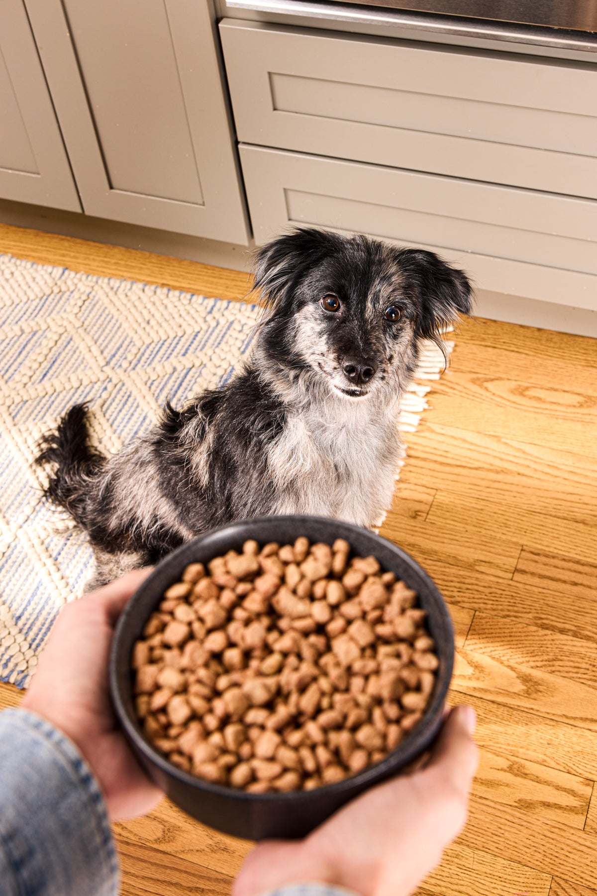 Vital Essentials premium freeze dried raw animal dog food crunchy mini nibs made with responsibly sourced butcher cut protein.
