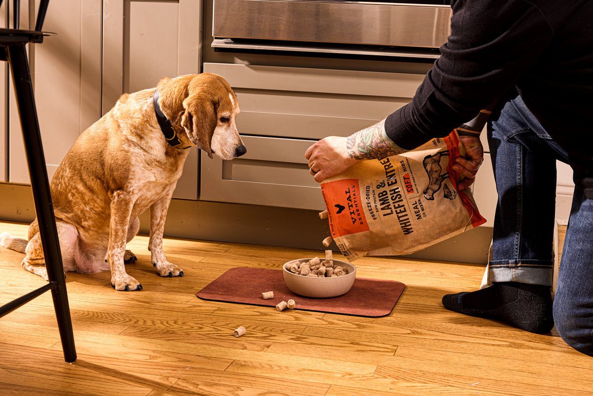 Vital Essentials freeze dried grain-free raw diet lamb and whitefish soft nibs formulated for easy chewing and natural gut health.
