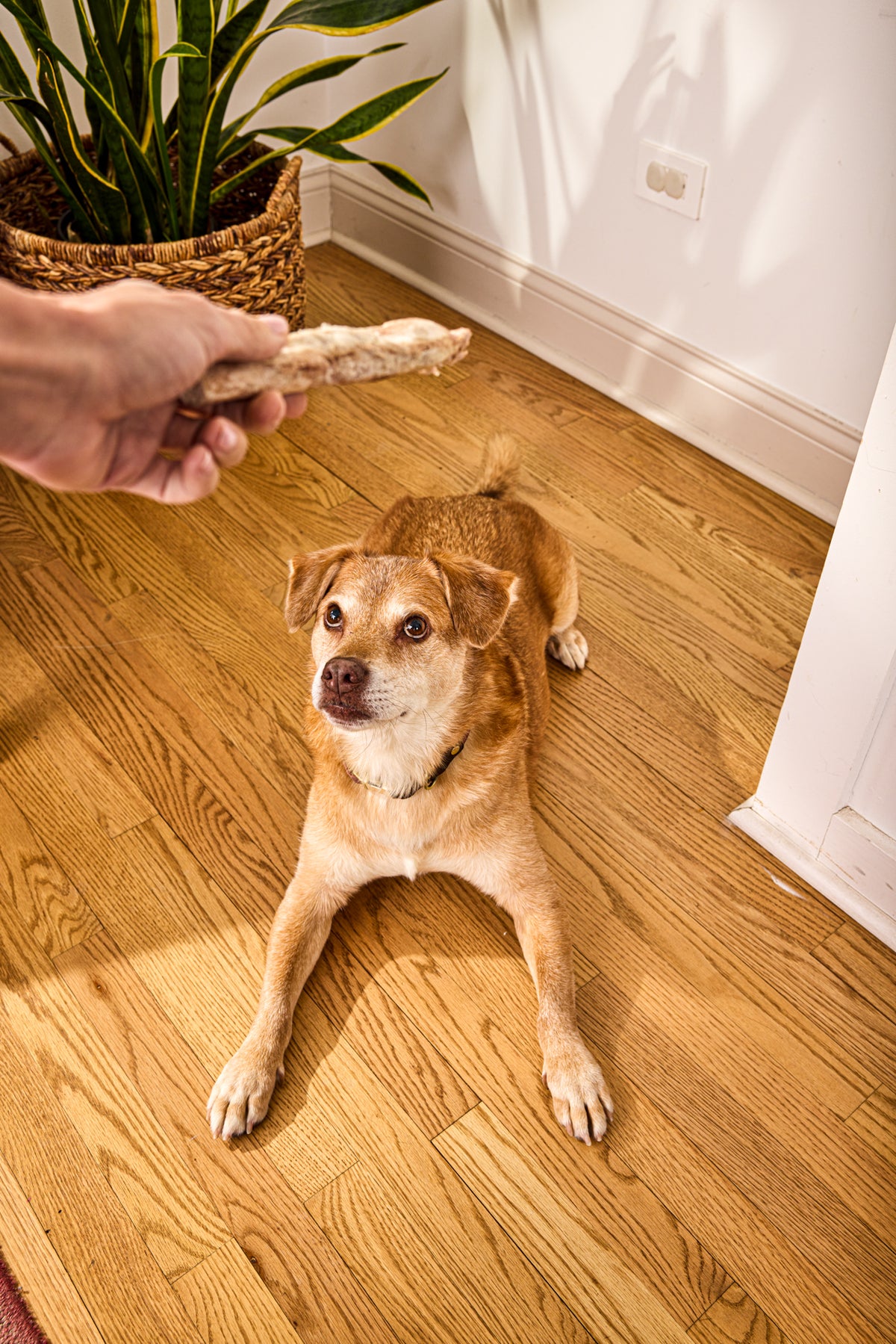 Vital Essentials freeze-dried raw bar moo stick dog snack for premium pet dental and muscle support.