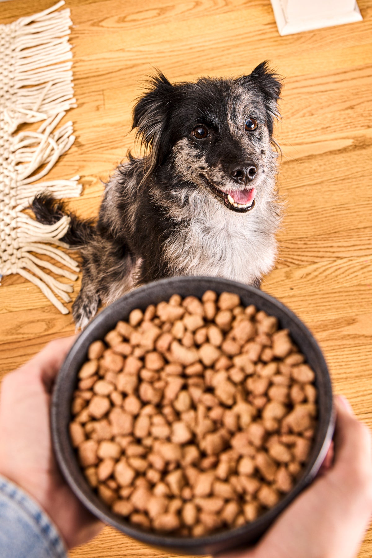 A happy dog enjoying a Vital Essentials raw protein treat, designed to build strong muscles and support digestive wellness during active play.