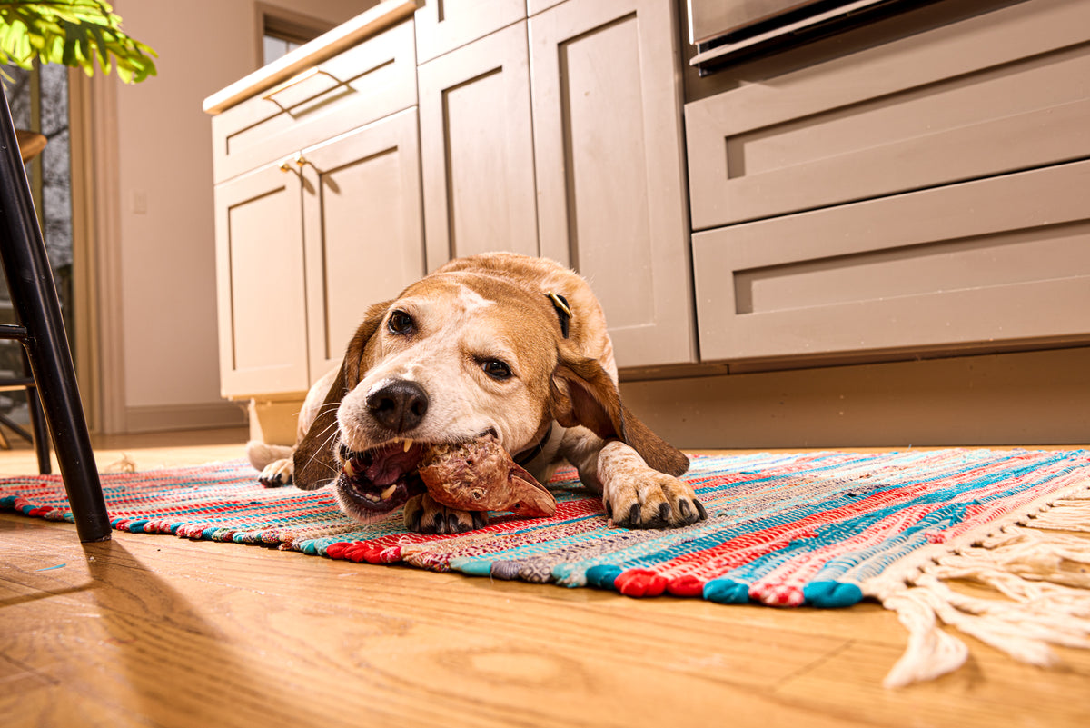 Vital Essentials freeze dried raw bar turkey hearts - a taurine rich single ingredient organ treat for dogs