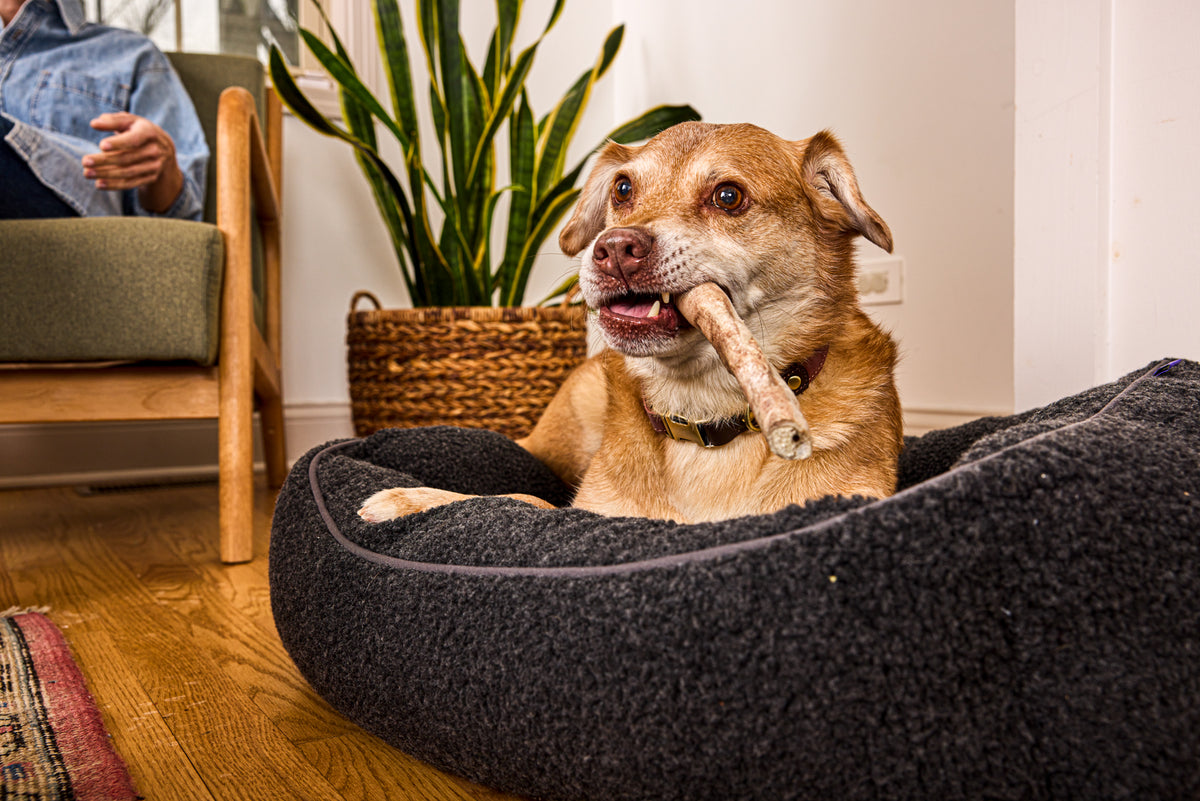 Vital Essentials premium single ingredient freeze-dried raw turkey neck chew for dogs.