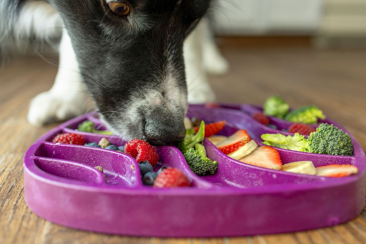 Dog Food and Drink Non-slip Eco Sustainable All-in-One Slow Feeder Lick Feast Mat: Tropic Red