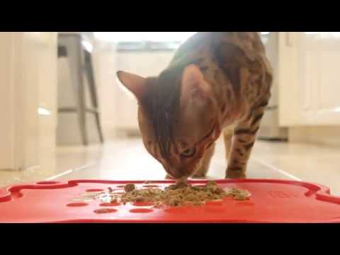 Steve's Real Food Quest Freeze-Dried Cat Food