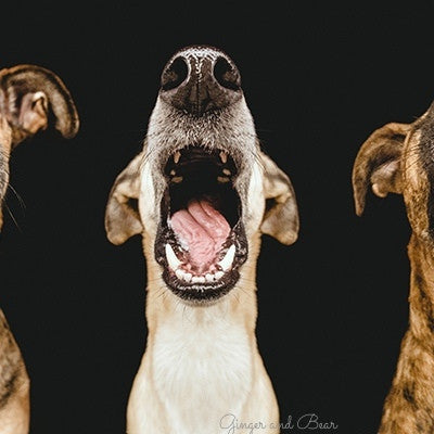 Postcard: Nice Nosing You!