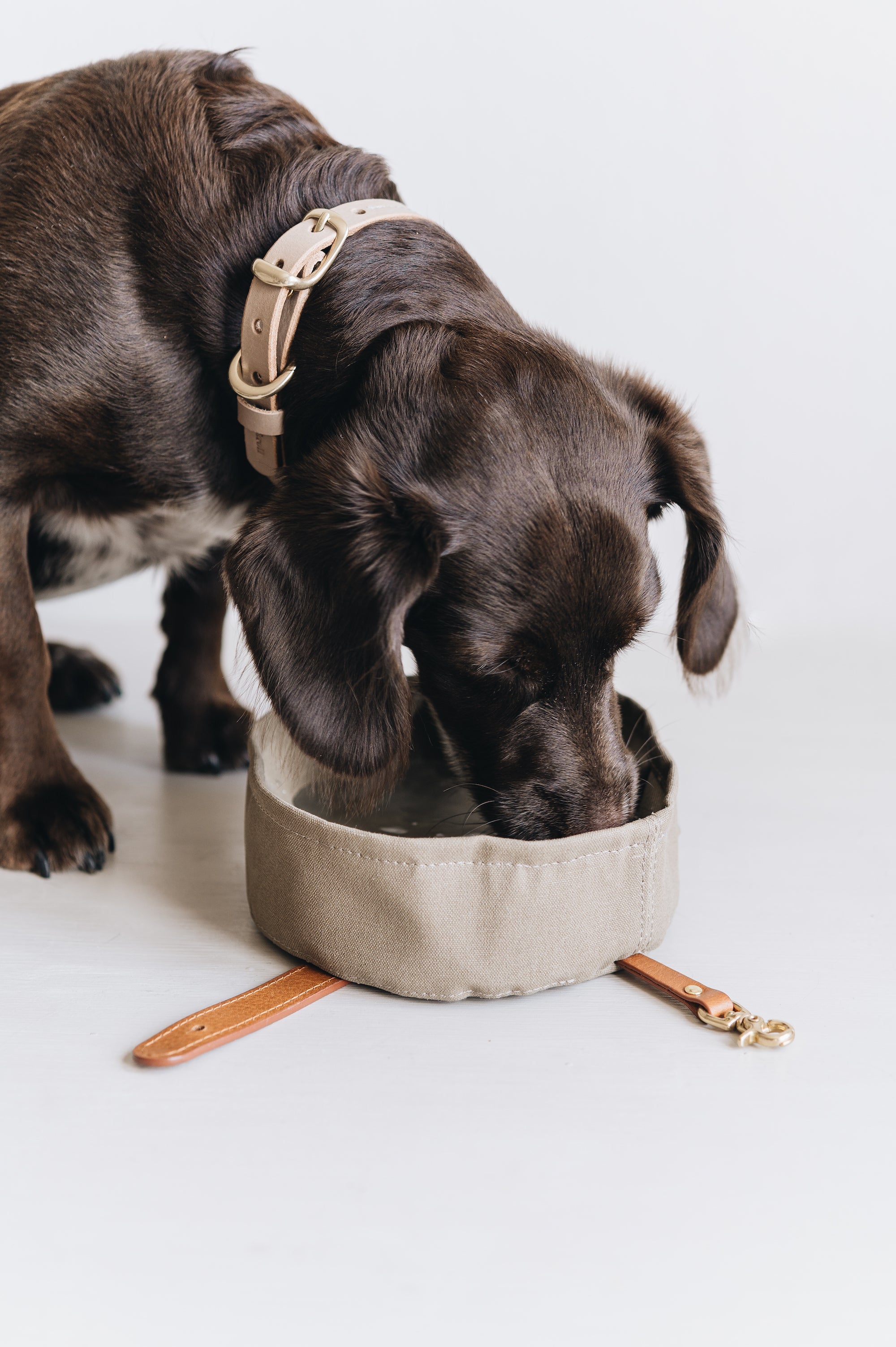 Band&Roll Melo Dog Water Food Travel Bowl Ginger and Bear 8