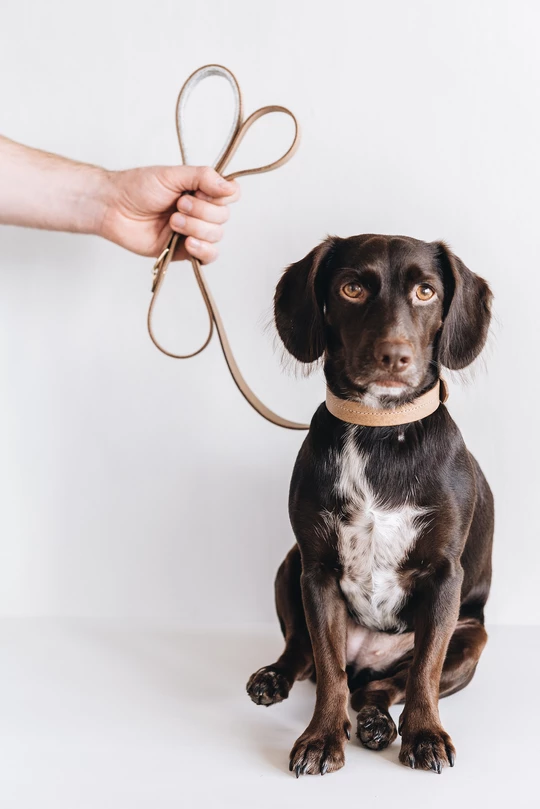 Band&Roll Hitch Leather Dog Leash Latte Brown Green Tan Black