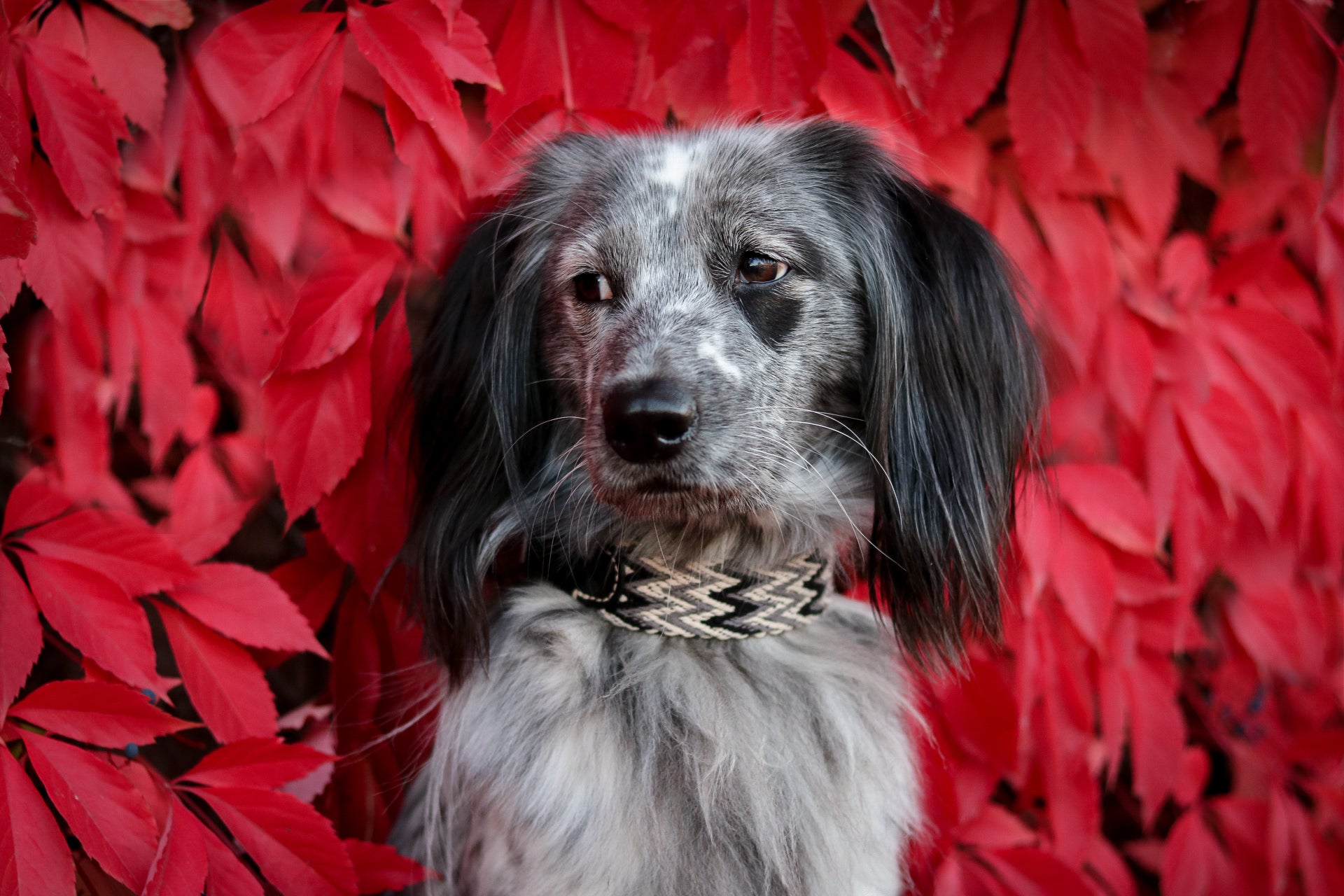 Dog Collar: Peruvian Black