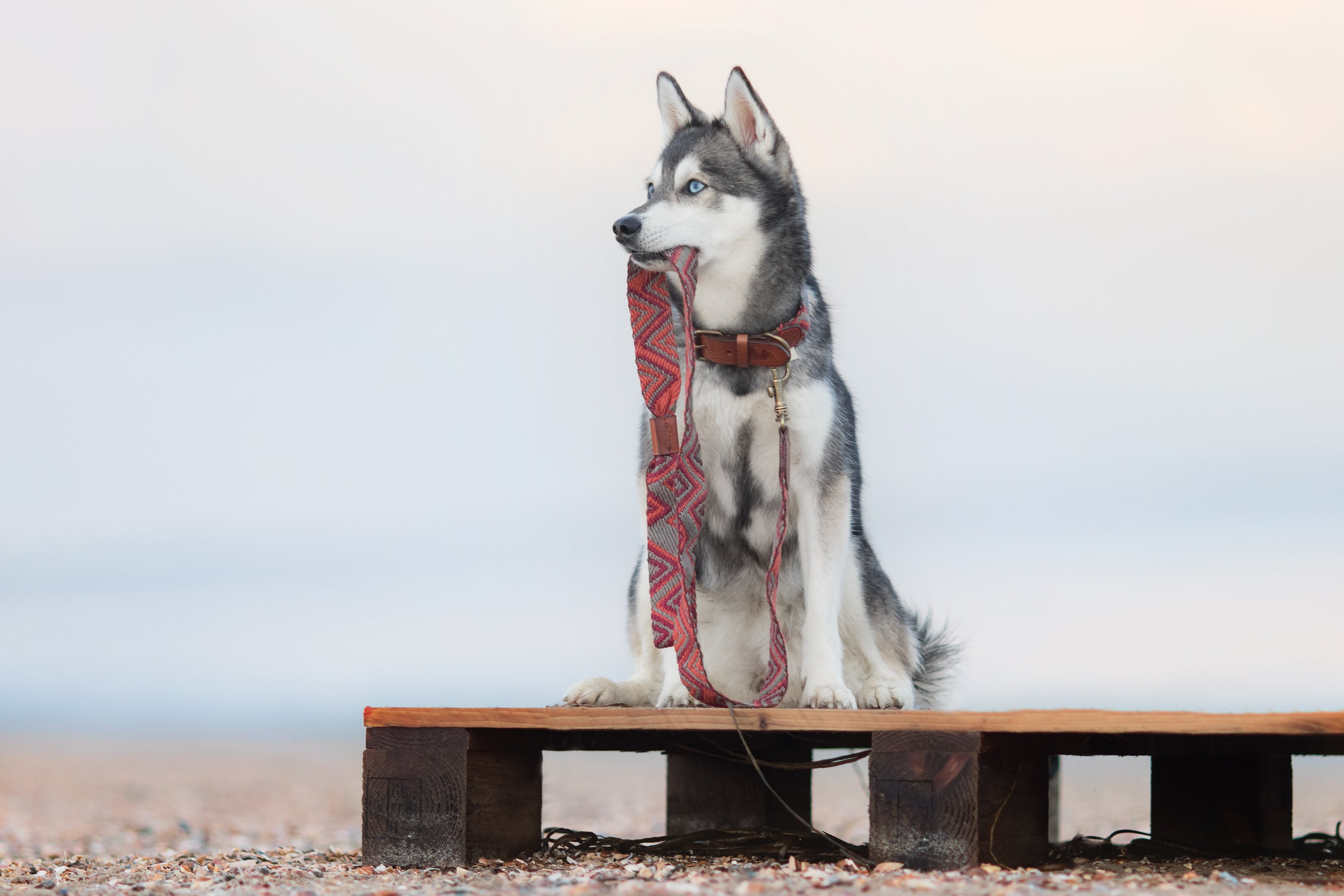 Dog Collar: Peruvian Pikes