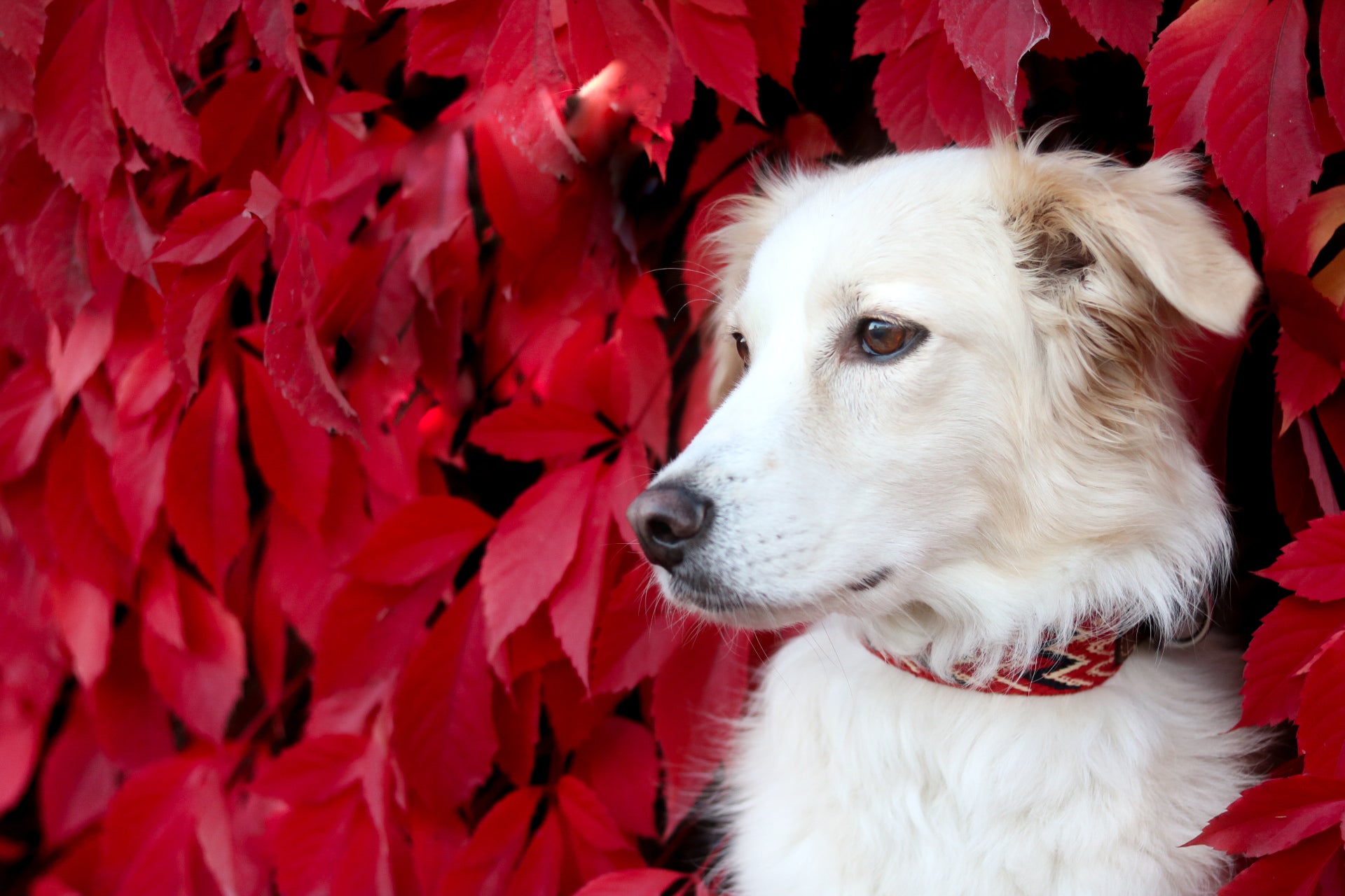Dog Collar: Peruvian Red
