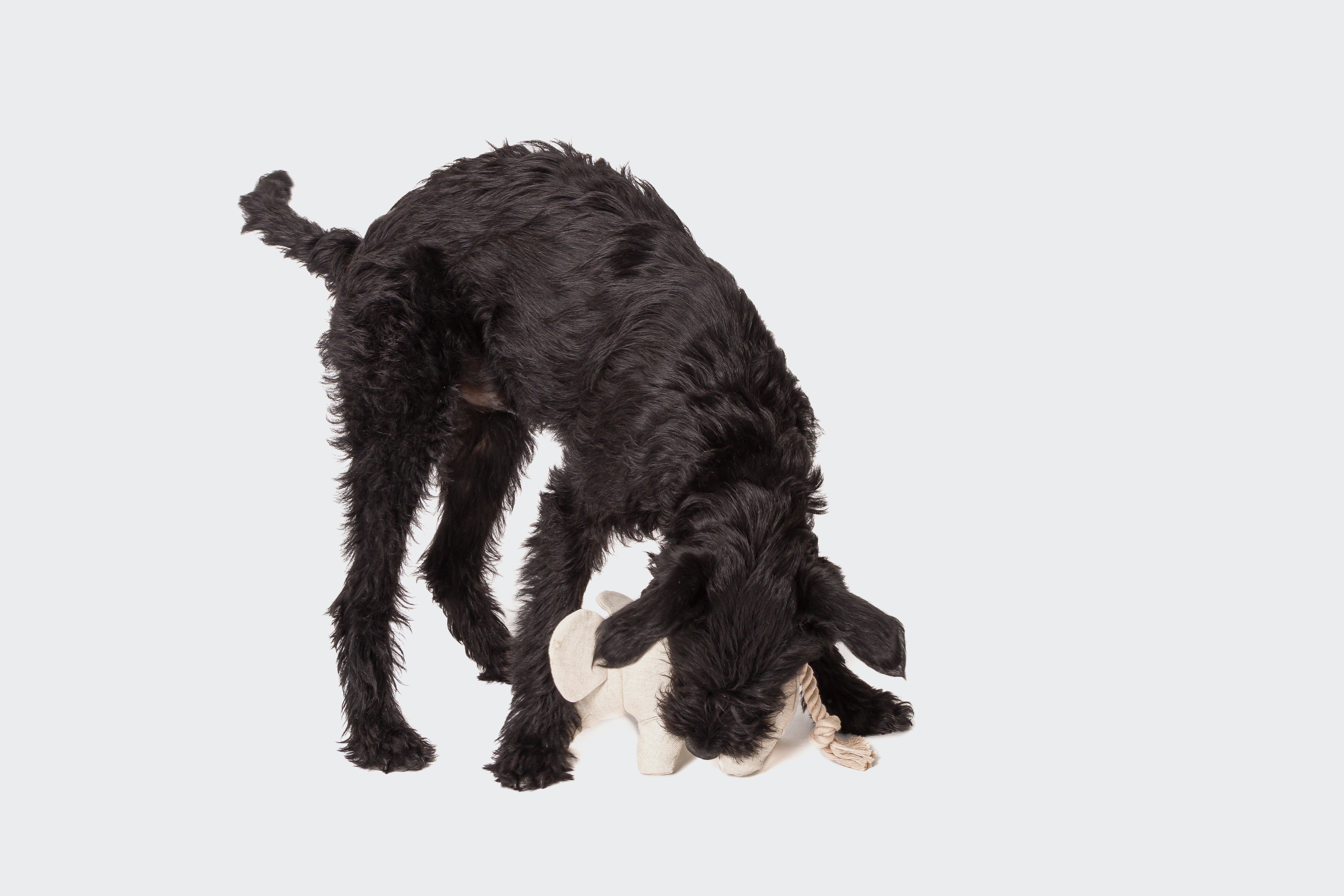 Cloud7 Dog Toy, Ellie the Elephant