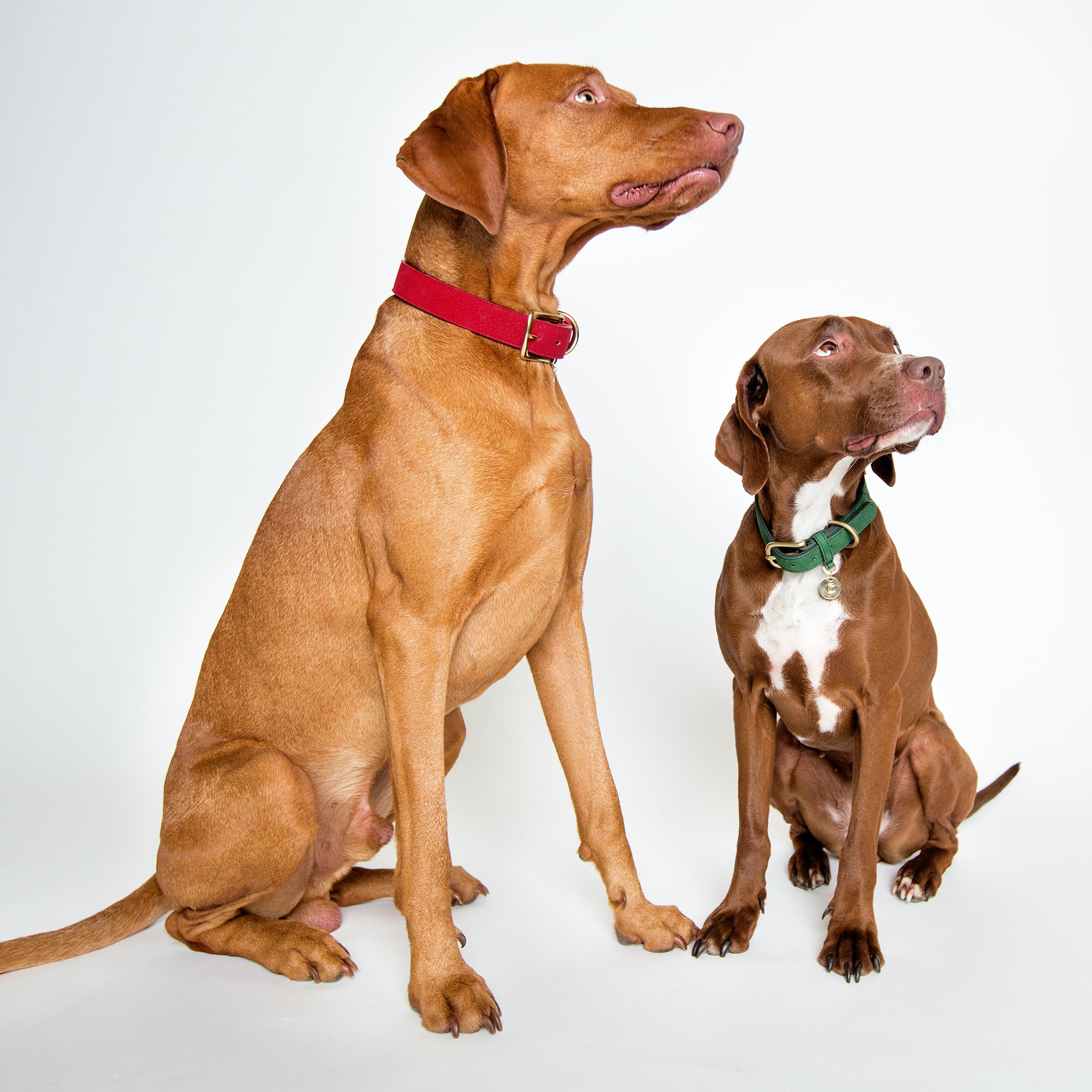 Cloud7: Tiergarten Nubuck Dog Collar in Green