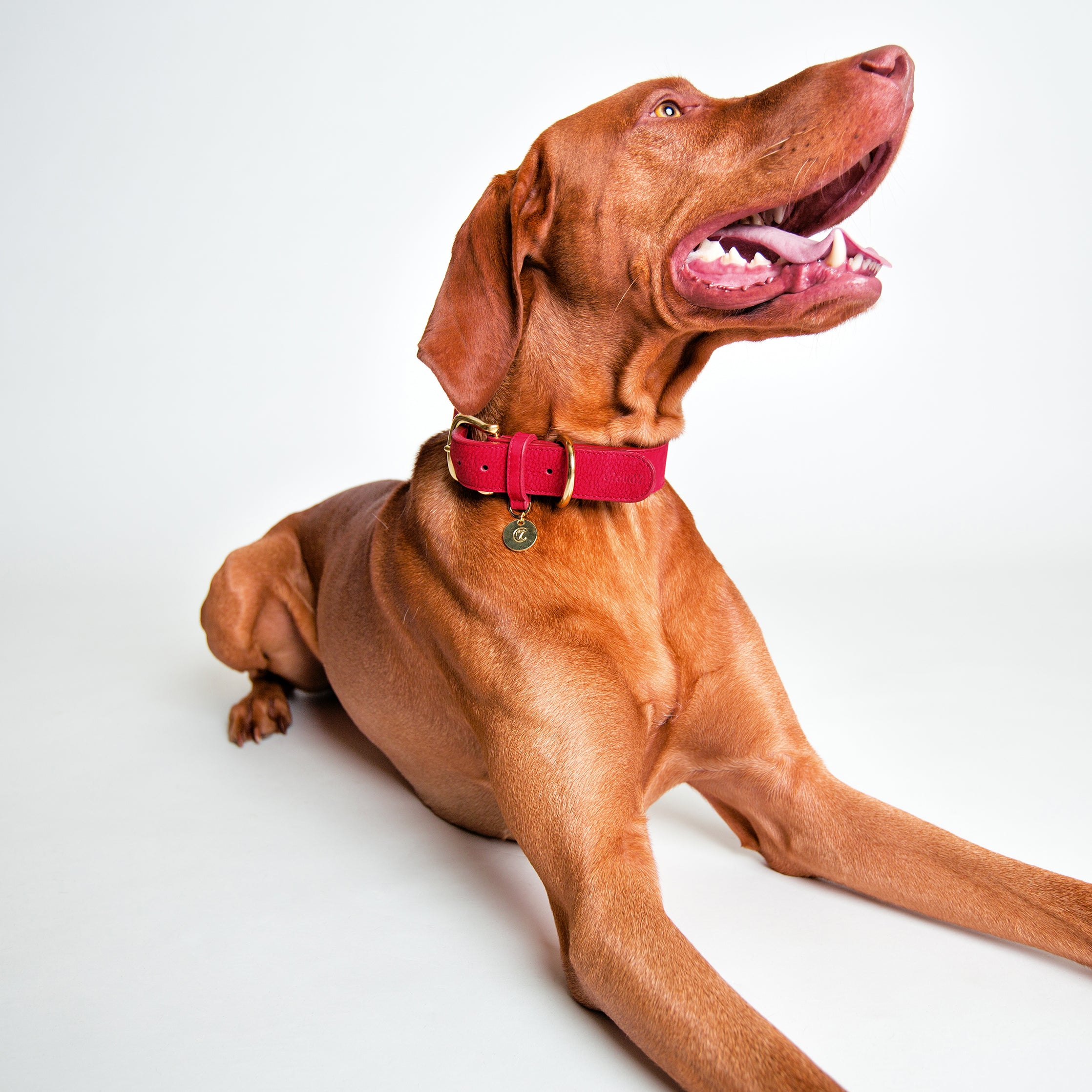 Cloud7: Tiergarten Nubuck Dog Collar in Cherry Red