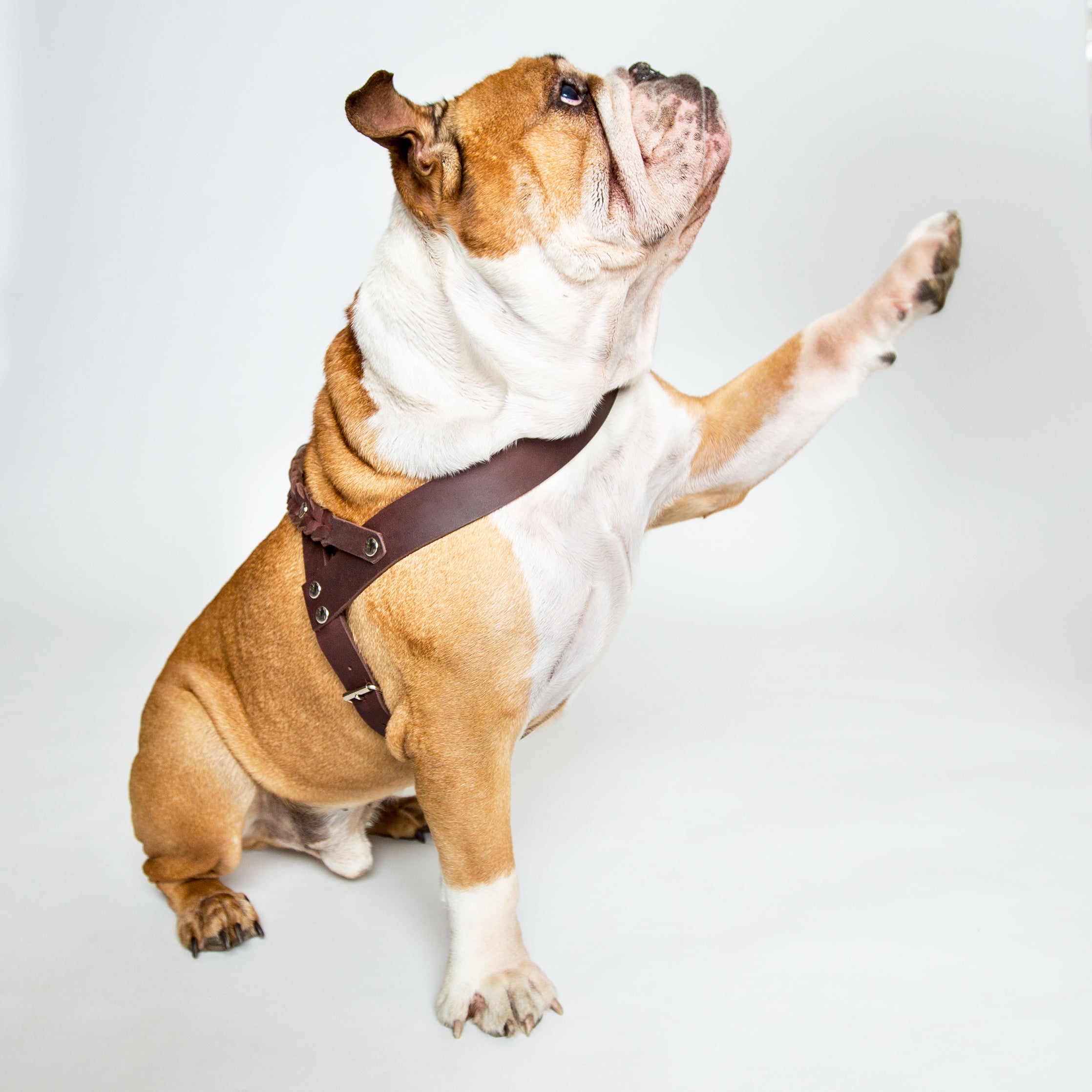 Cloud7: Central Park Leather Dog Harness, Saddle Brown with Silver Hardware