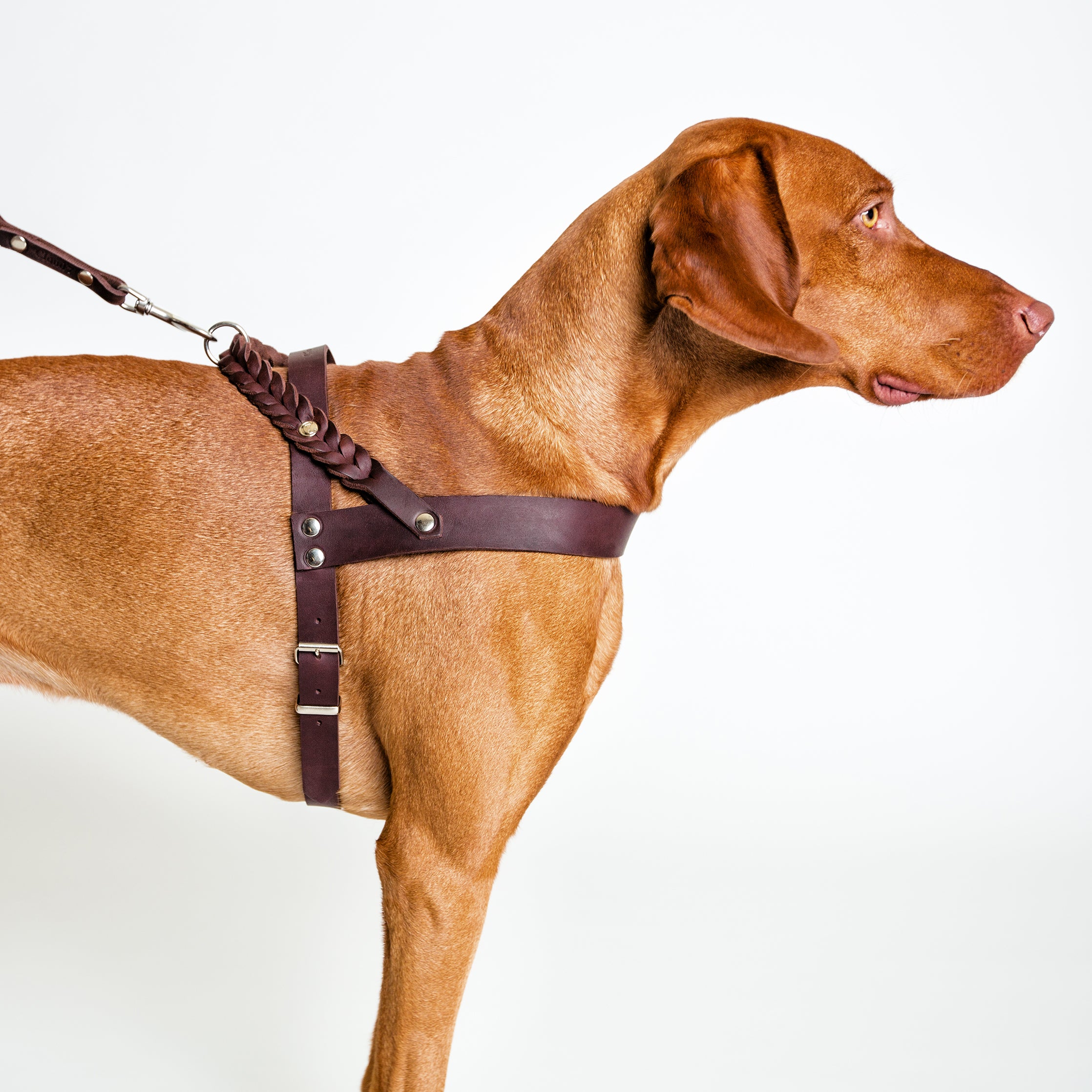 Cloud7: Central Park Leather Dog Harness, Saddle Brown with Silver Hardware