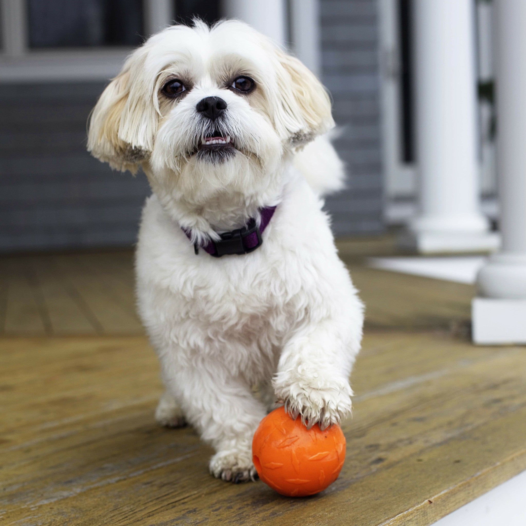 Dog Toy: Diamond Plate (FINAL SALE)