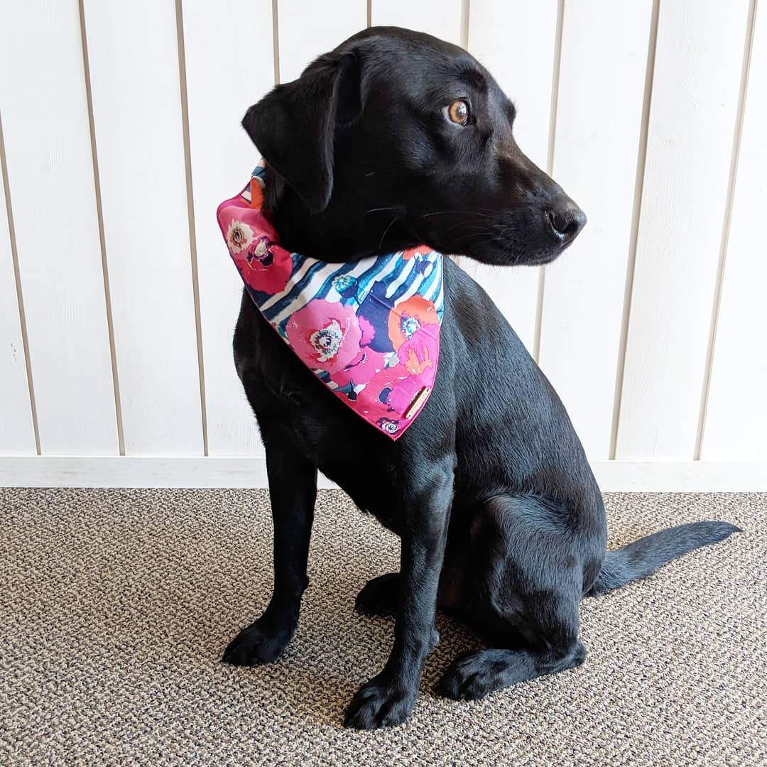 Foggy DOg Watercolour Poppies Dog Bandana