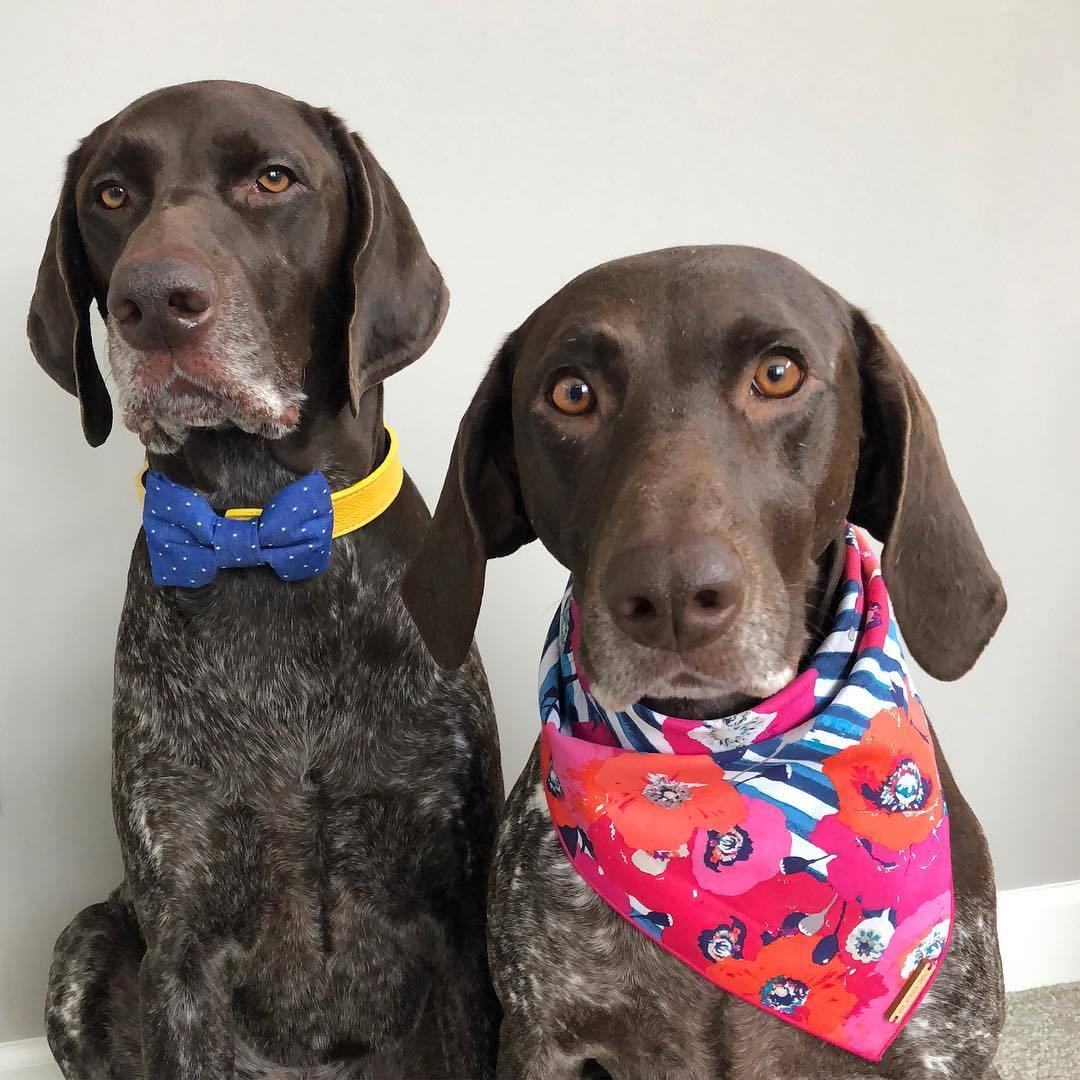 Foggy DOg Watercolour Poppies Dog Bandana