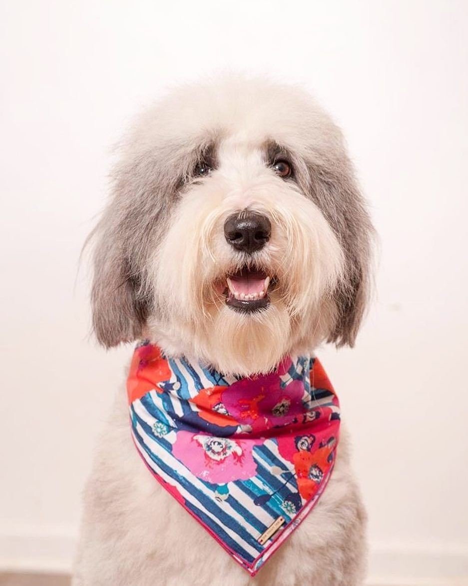 Foggy DOg Watercolour Poppies Dog Bandana