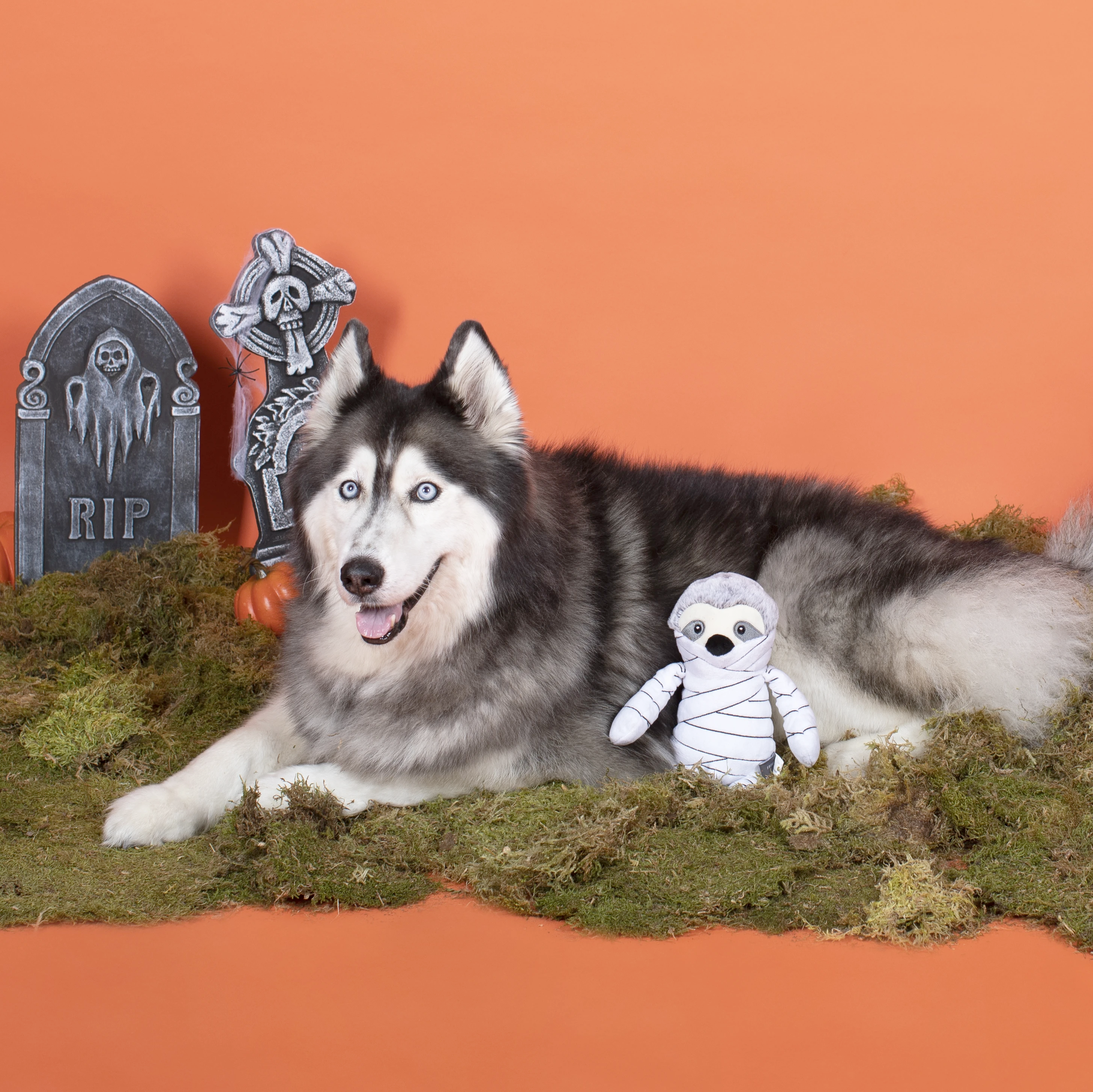 Slumber the Mummy Sloth, Dog Squeaky Plush toy